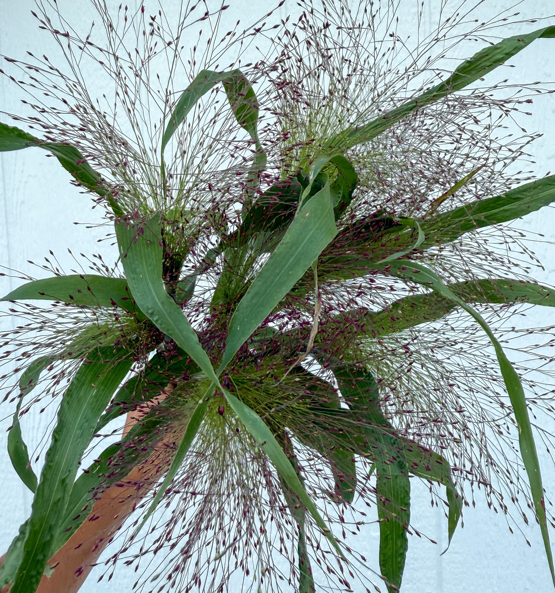 PANICUM elegans