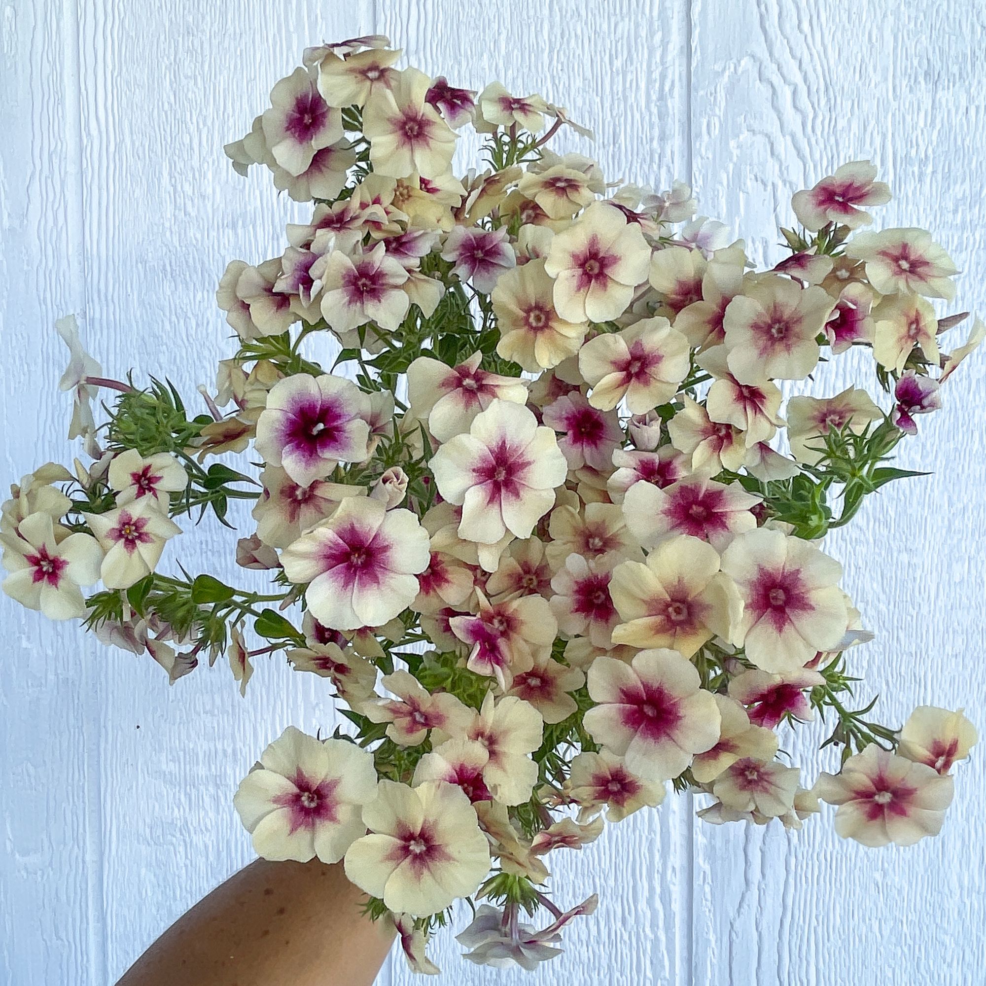 PHLOX drummondii Cherry Caramel