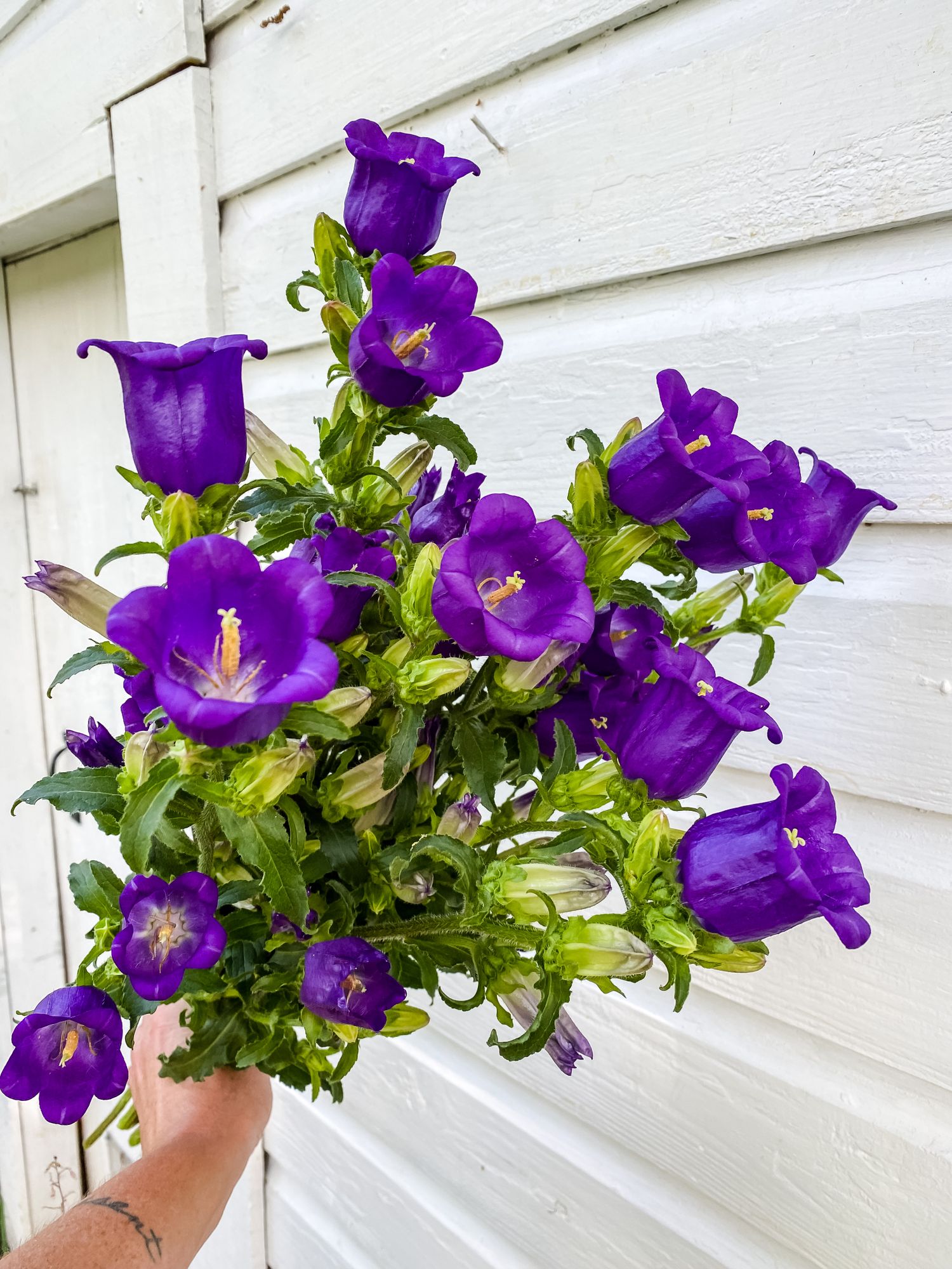 CAMPANULA medium Champion