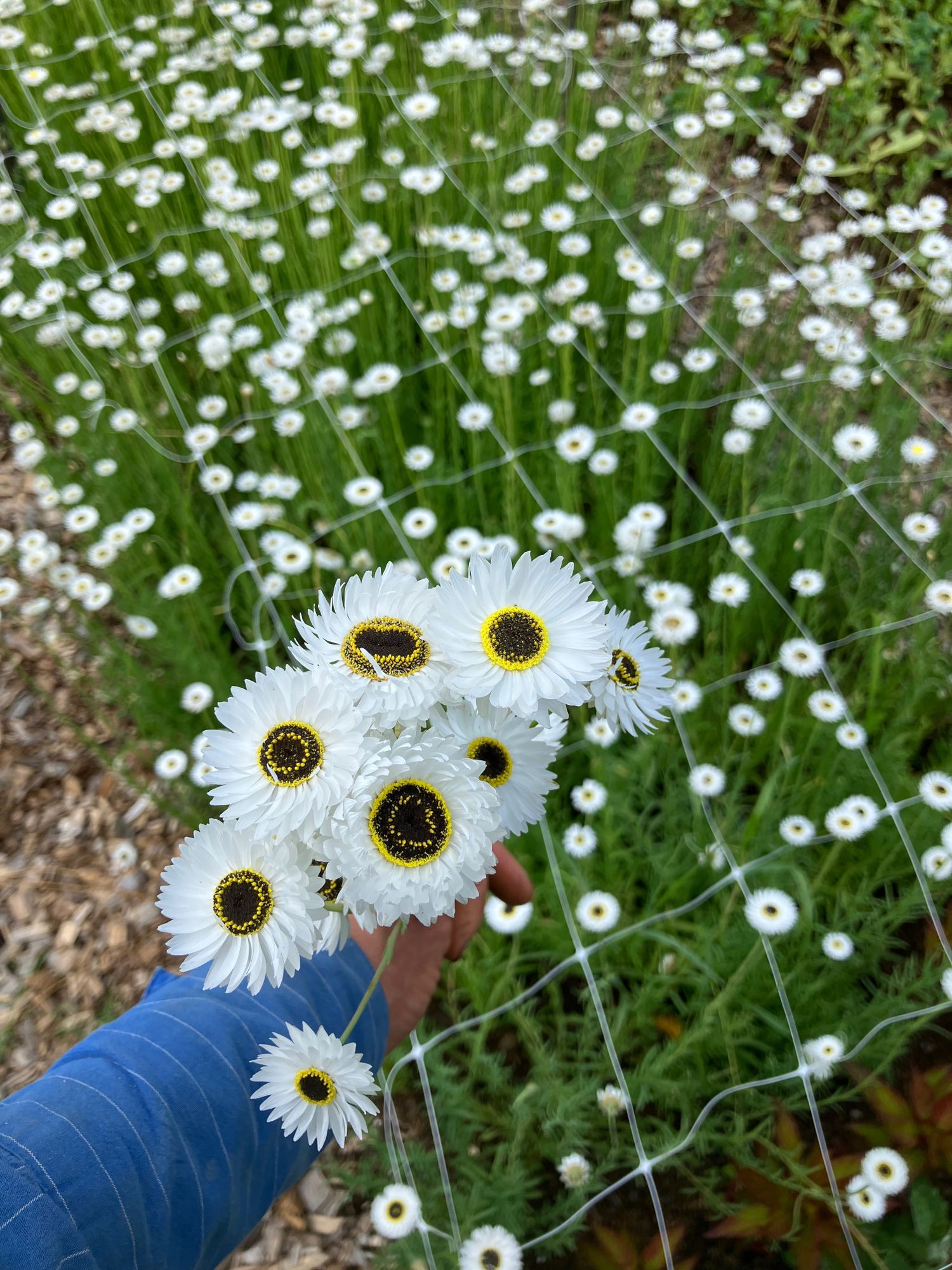 RHODANTHE chlorocephala Pierrot