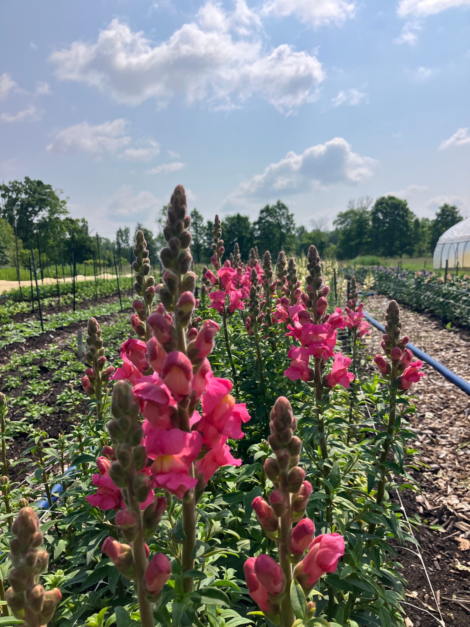 ANTIRRHINUM majus Costa Rose