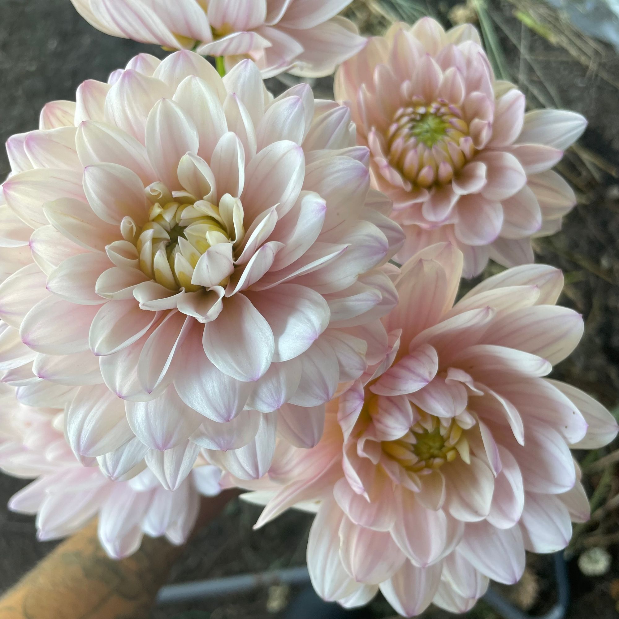 DAHLIA Silver Years