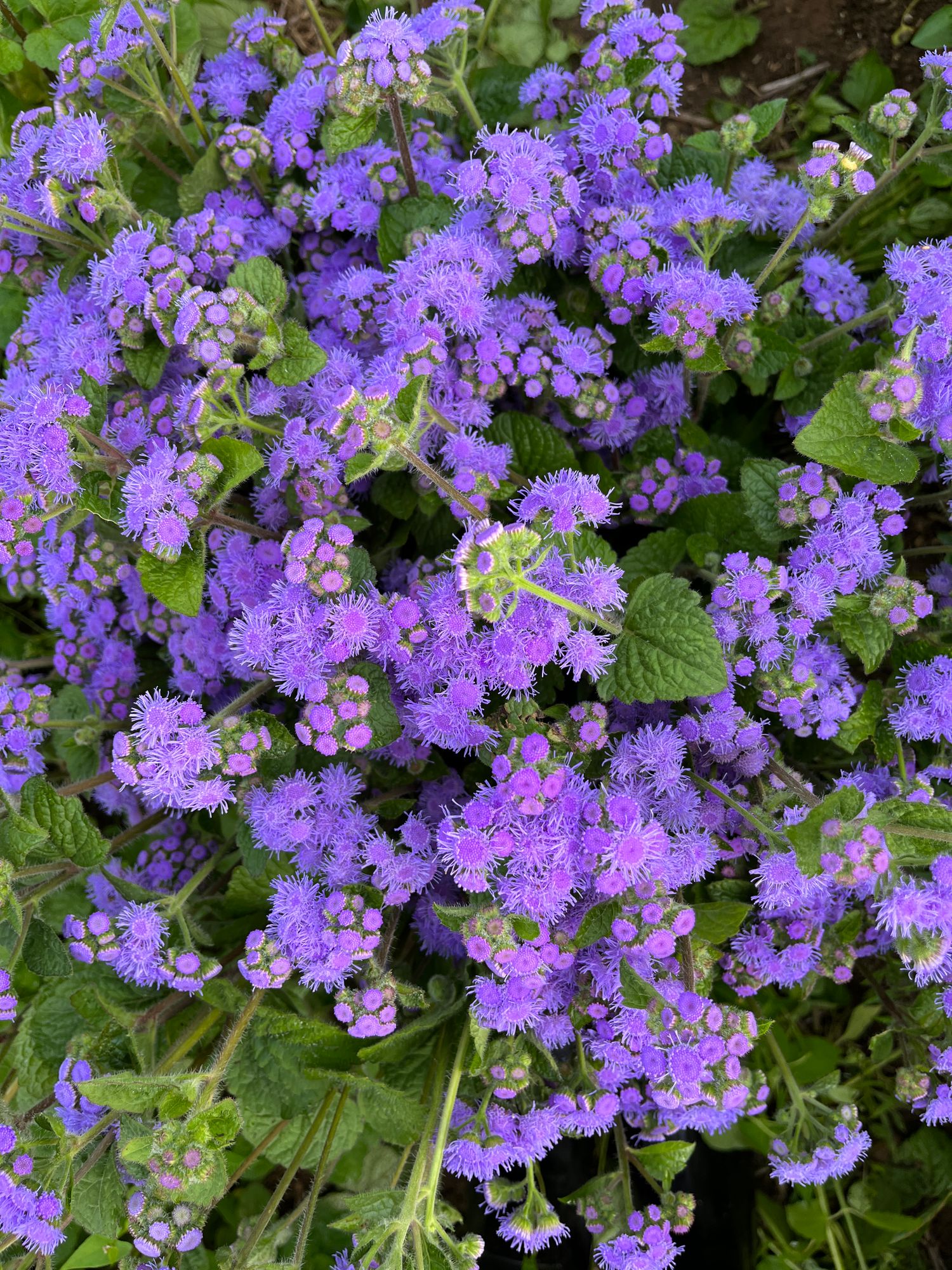 AGERATUM houstonianum Tall Blue Planet