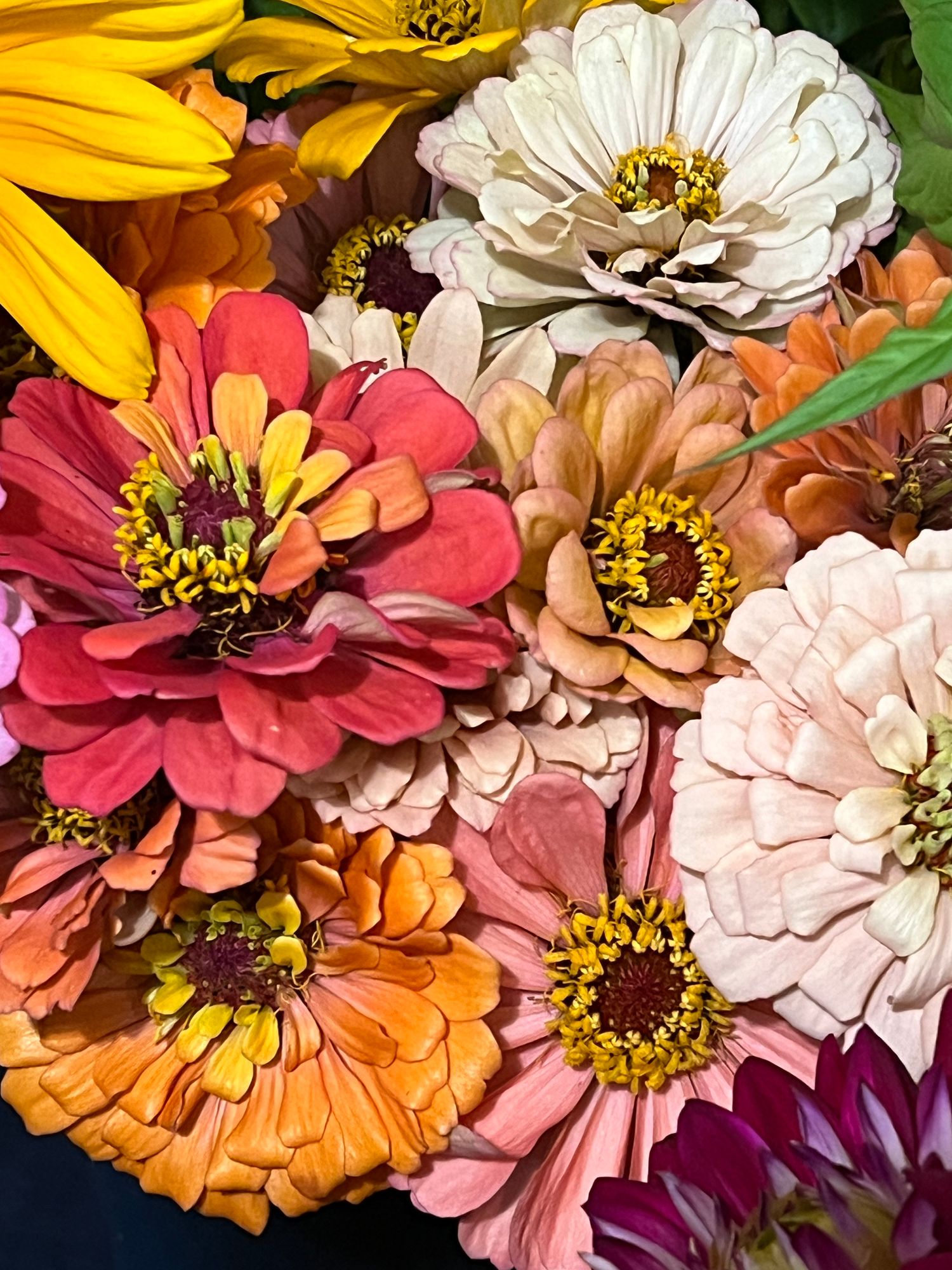 ZINNIA elegans Aurora