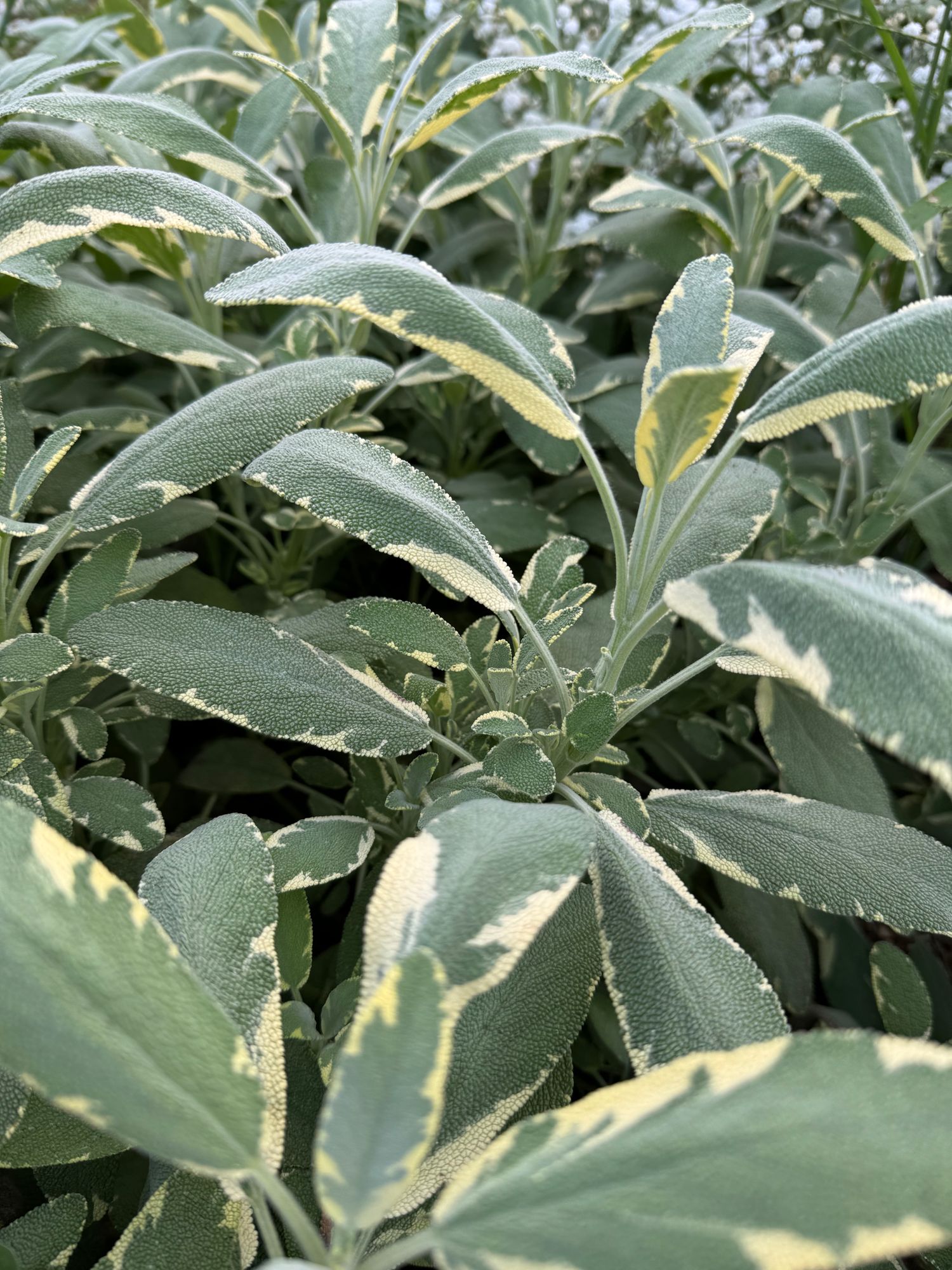 SALVIA officinalis Berggarten Variegated