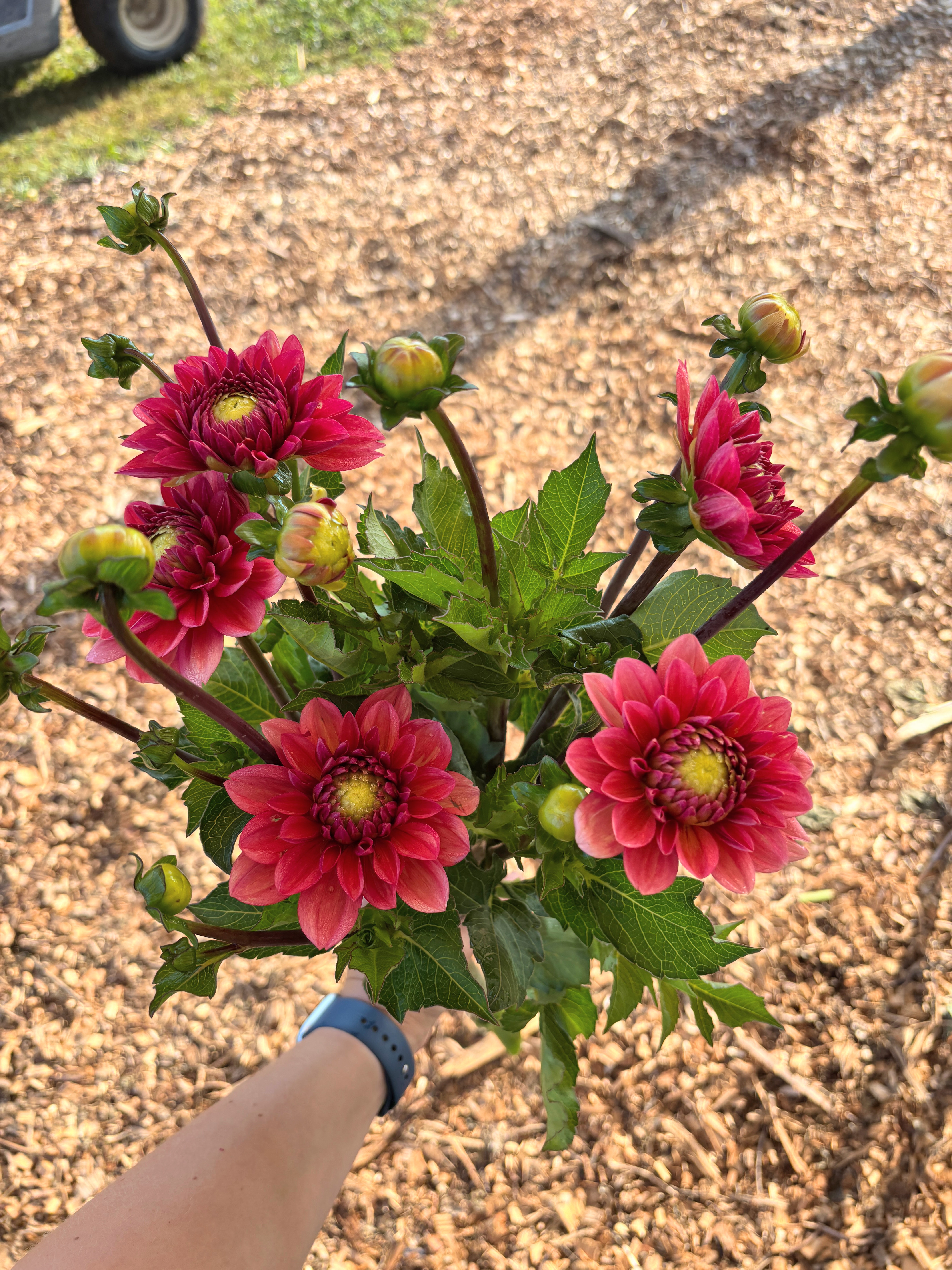 DAHLIA Salmon Runner