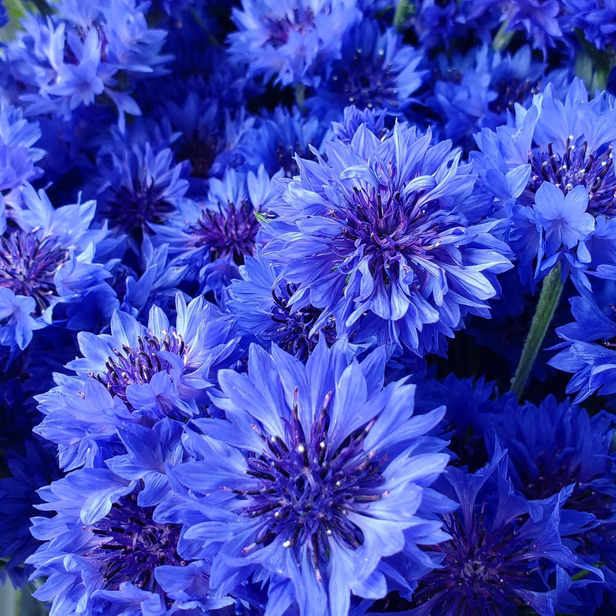 CENTAUREA cyanus Blue Boy