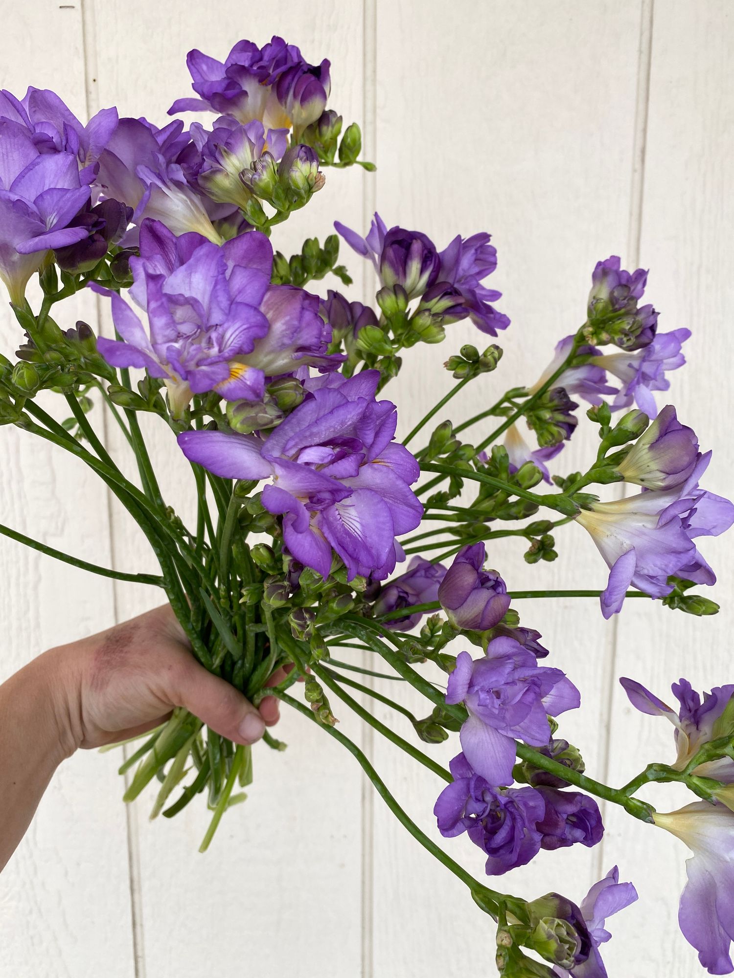 FREESIA corymbosa