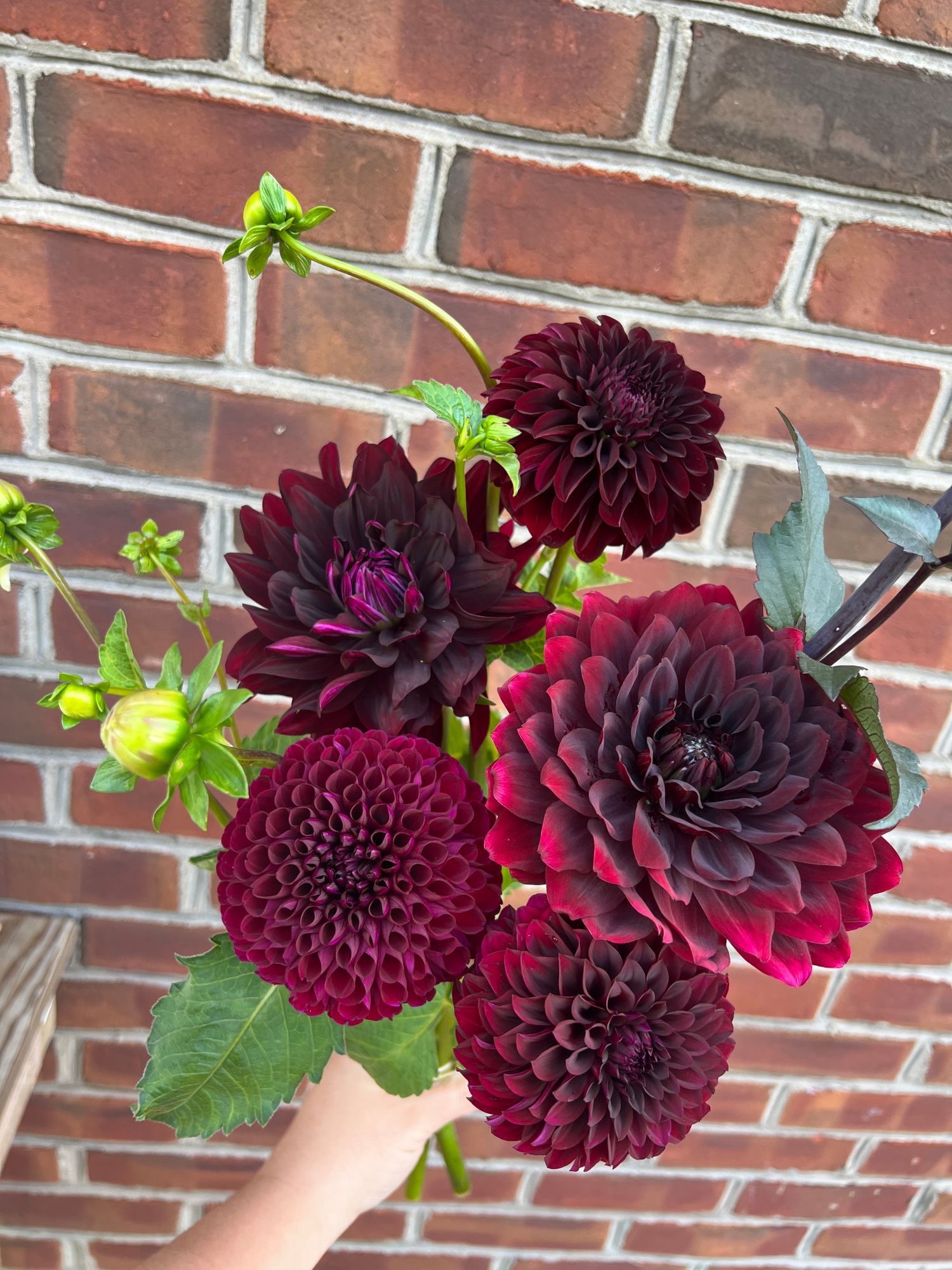 DAHLIA Decorative
