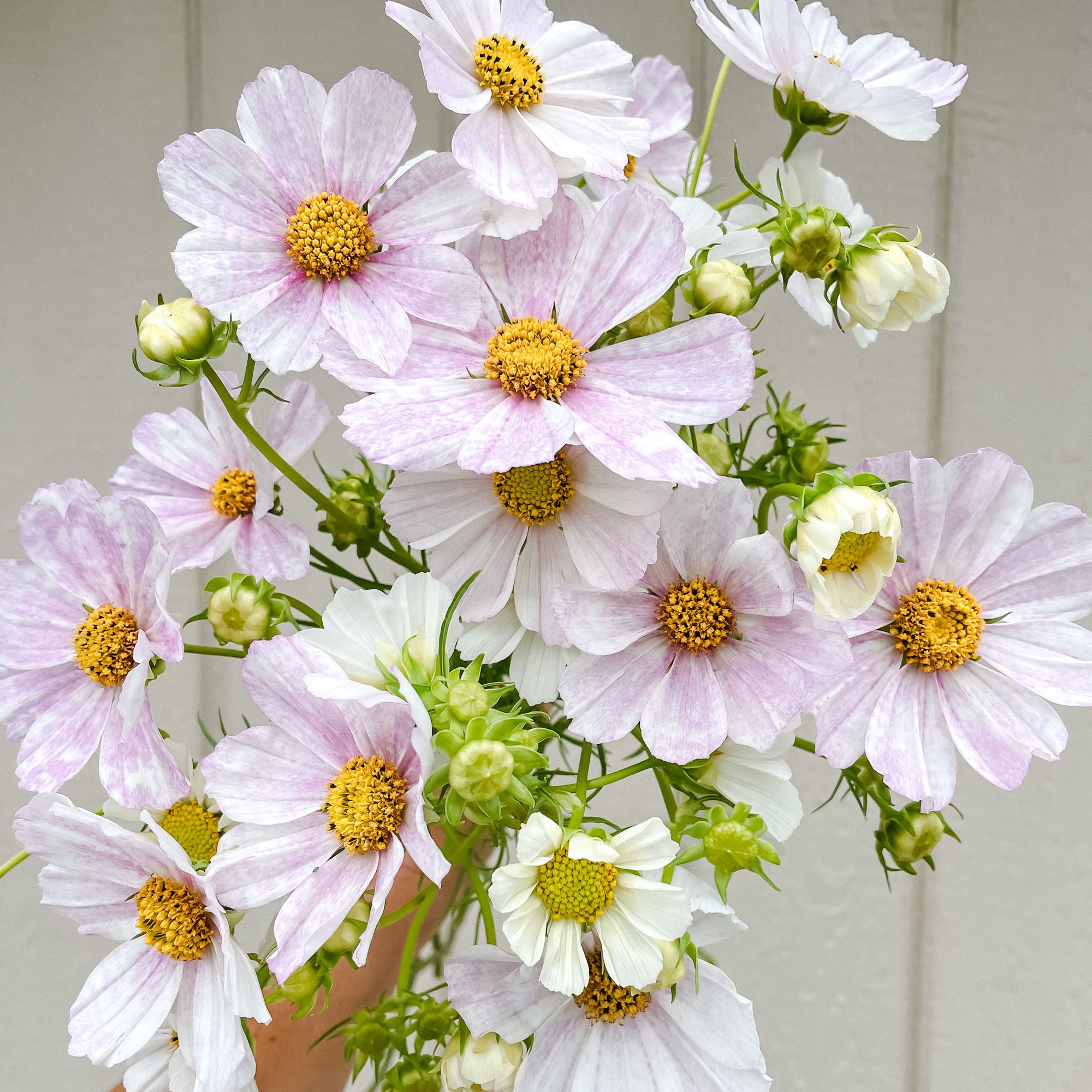 COSMOS bipinnatus Versailles