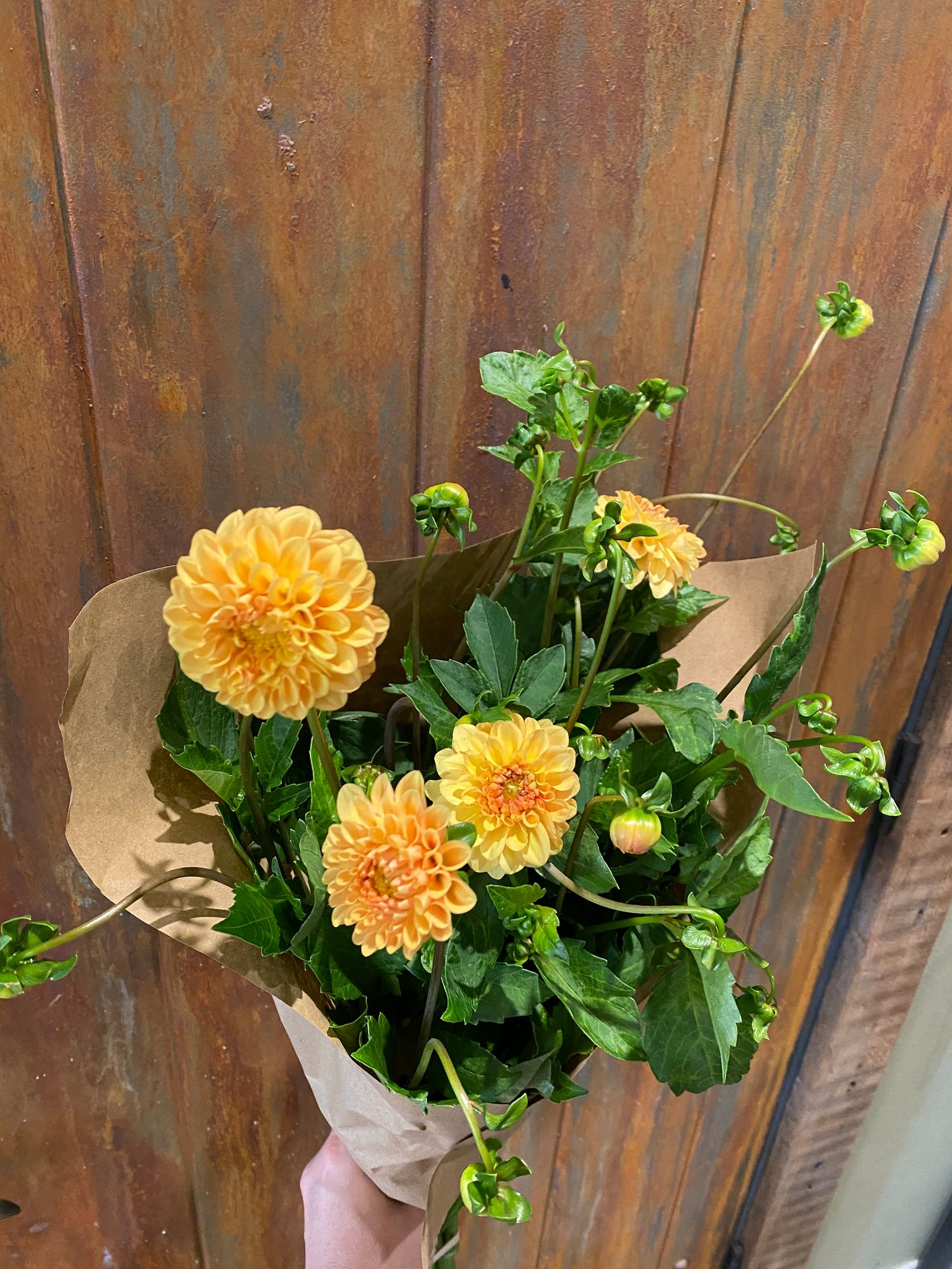 DAHLIA Ball
