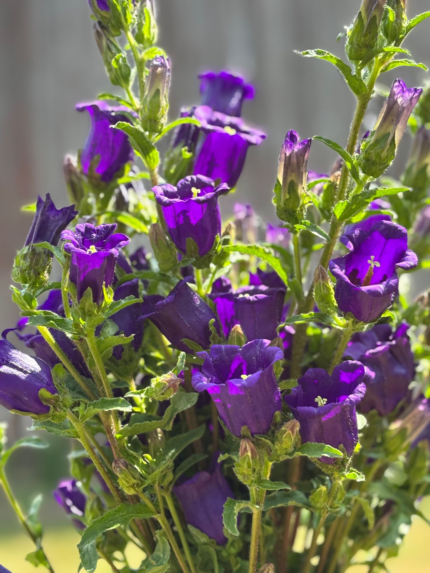 CAMPANULA medium Champion II Deep Blue