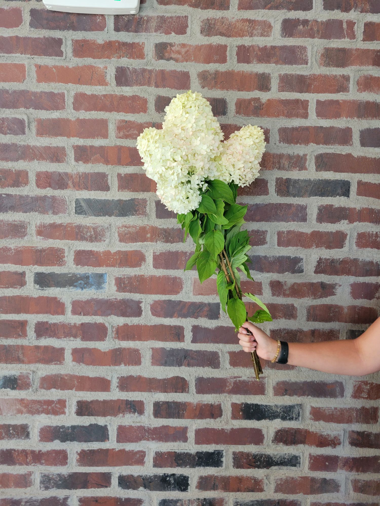 HYDRANGEA paniculata