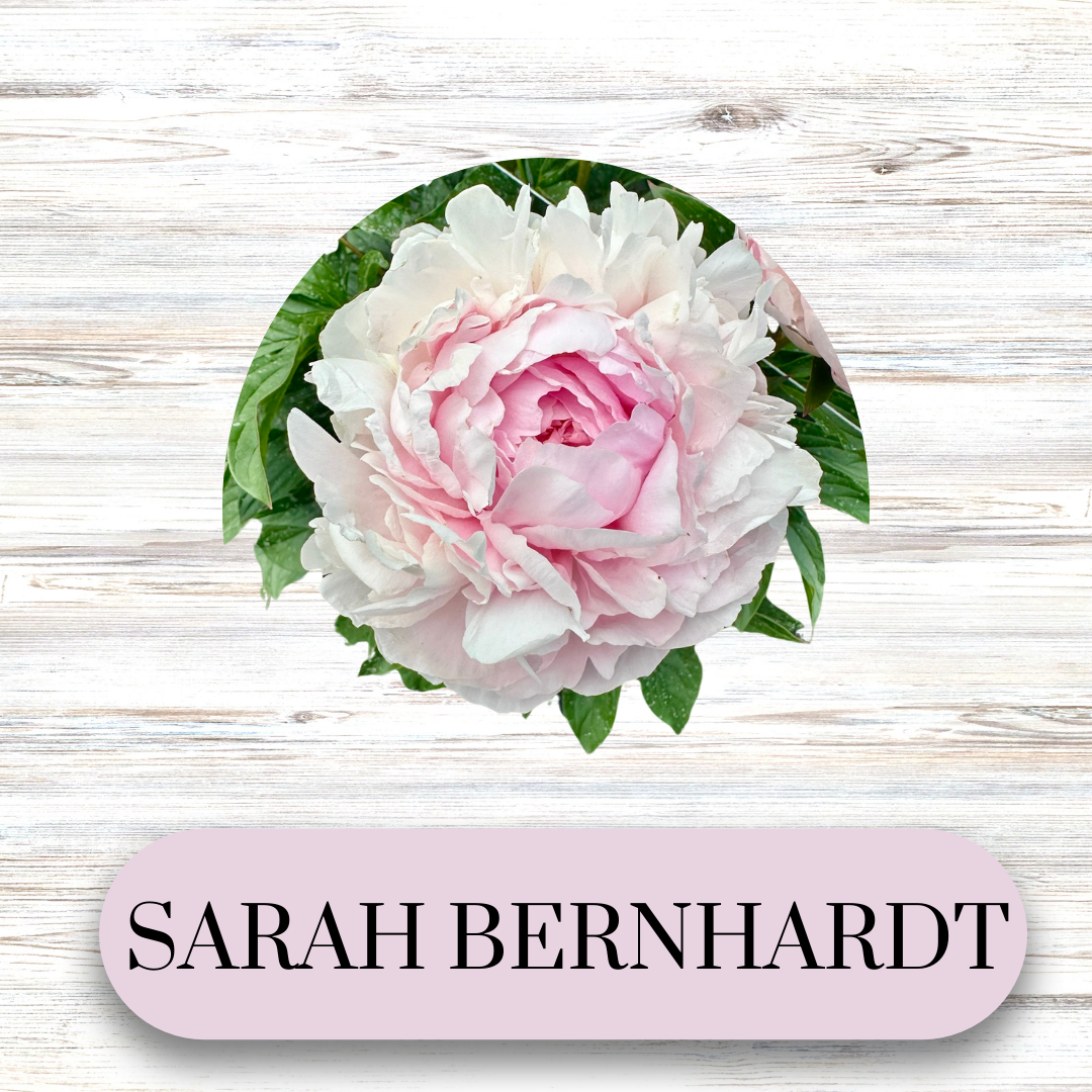 PAEONIA lactiflora Sarah Bernhardt