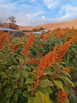 AMARANTHUS cruentus Hot Biscuits