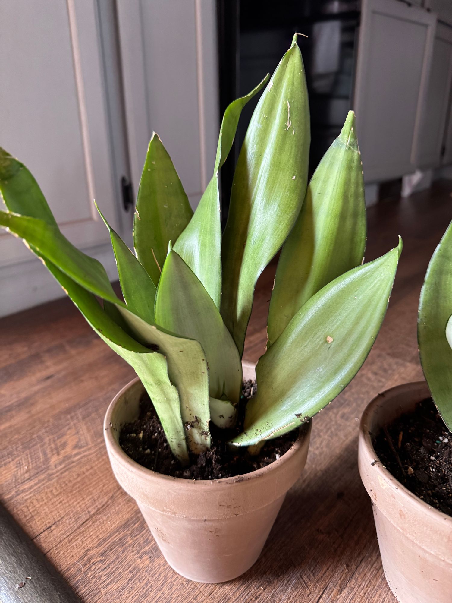 Moonshine Snake Plant