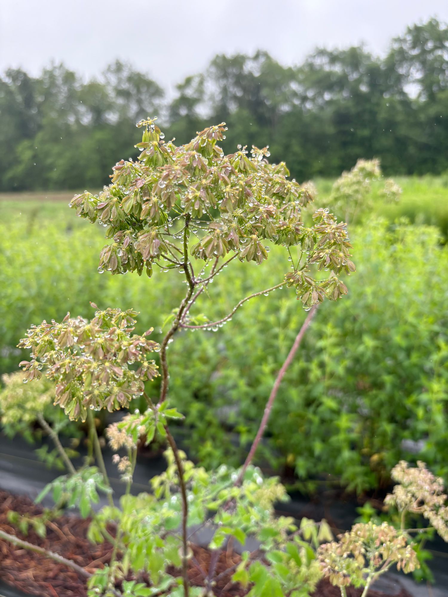 THALICTRUM aquilegiifolium