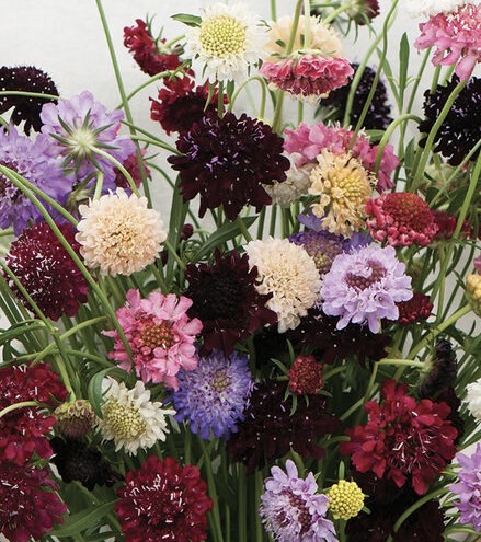 SCABIOSA
