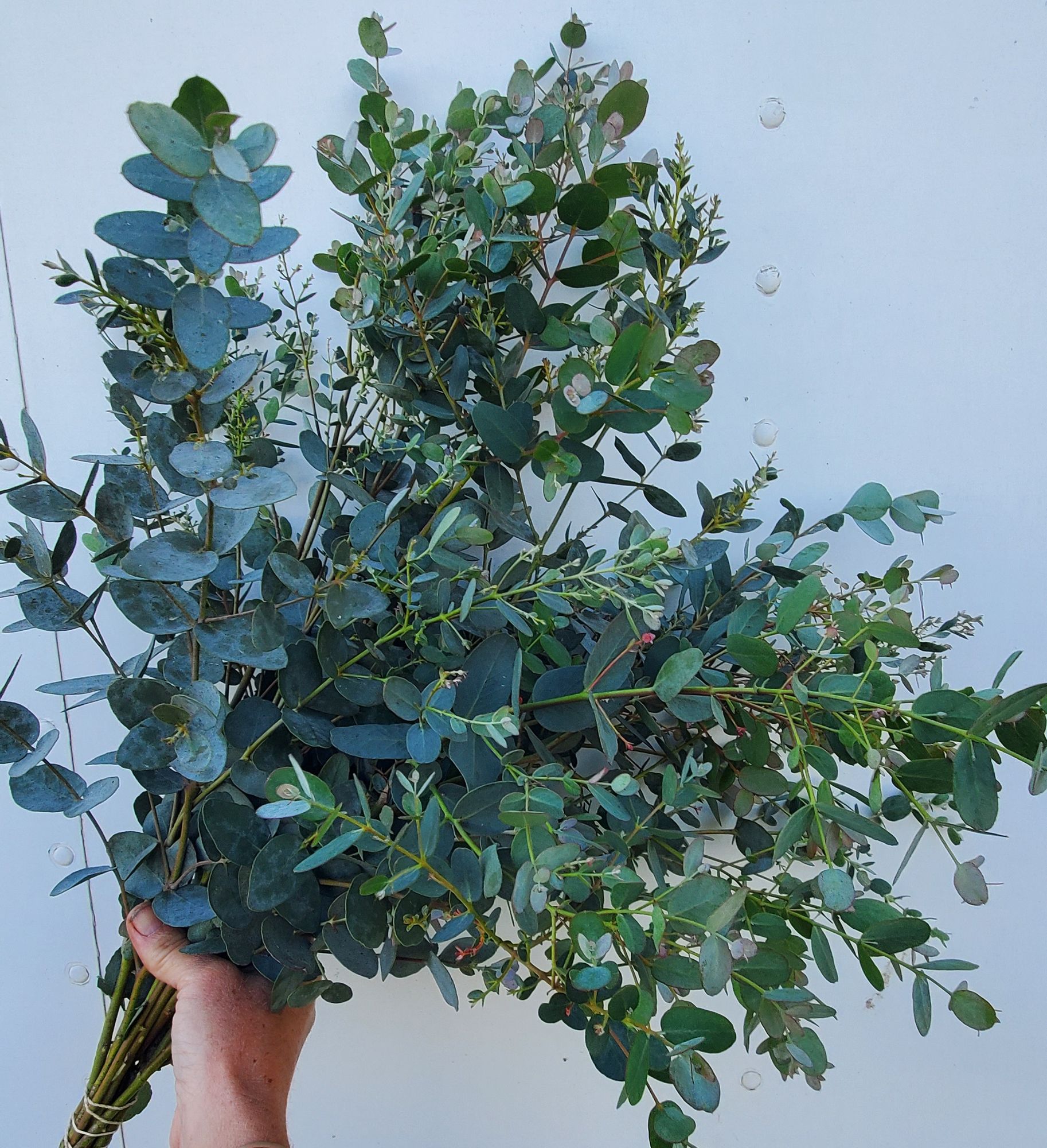 EUCALYPTUS gunnii Silver Drop