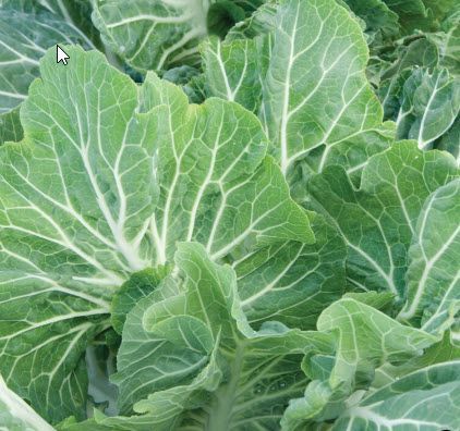Greens: Kale, Assorted Green
