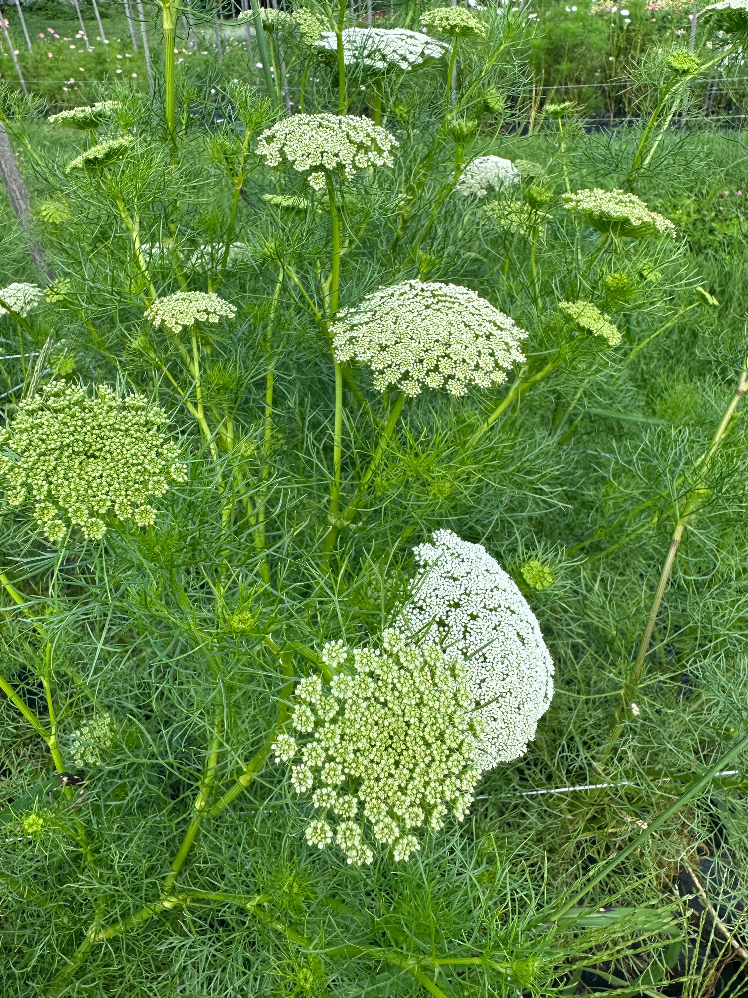 AMMI visnaga Green Mist