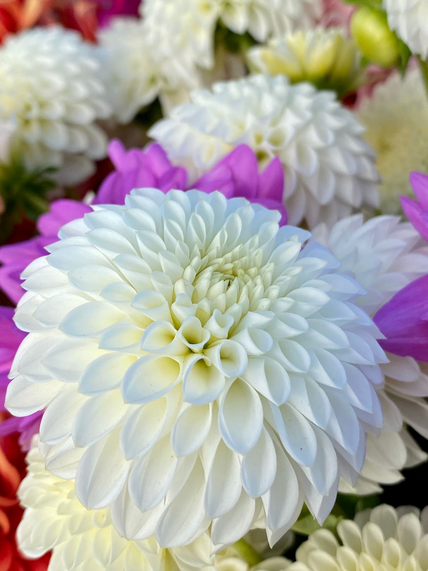 DAHLIA Ball