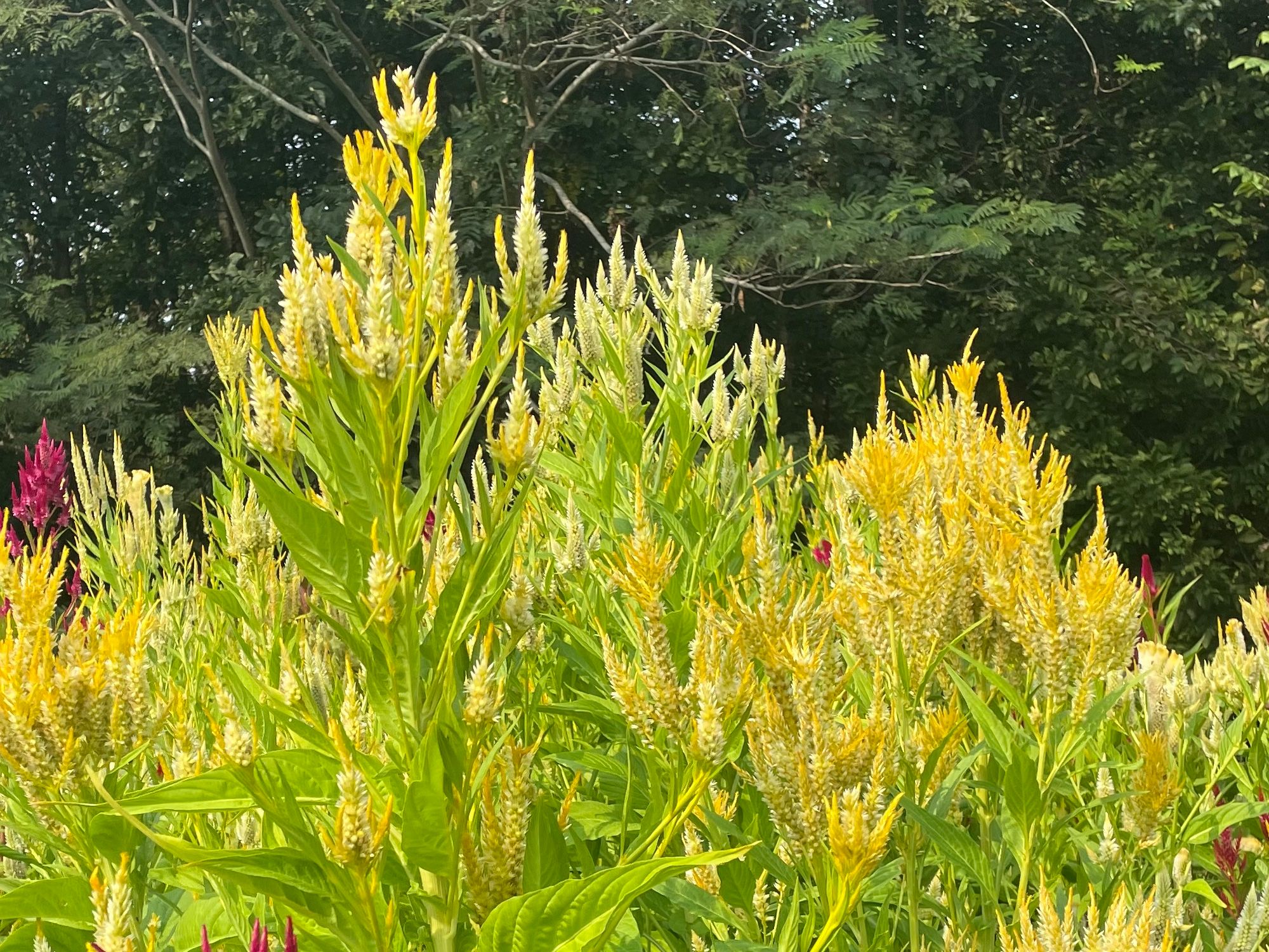 CELOSIA argentea spicata