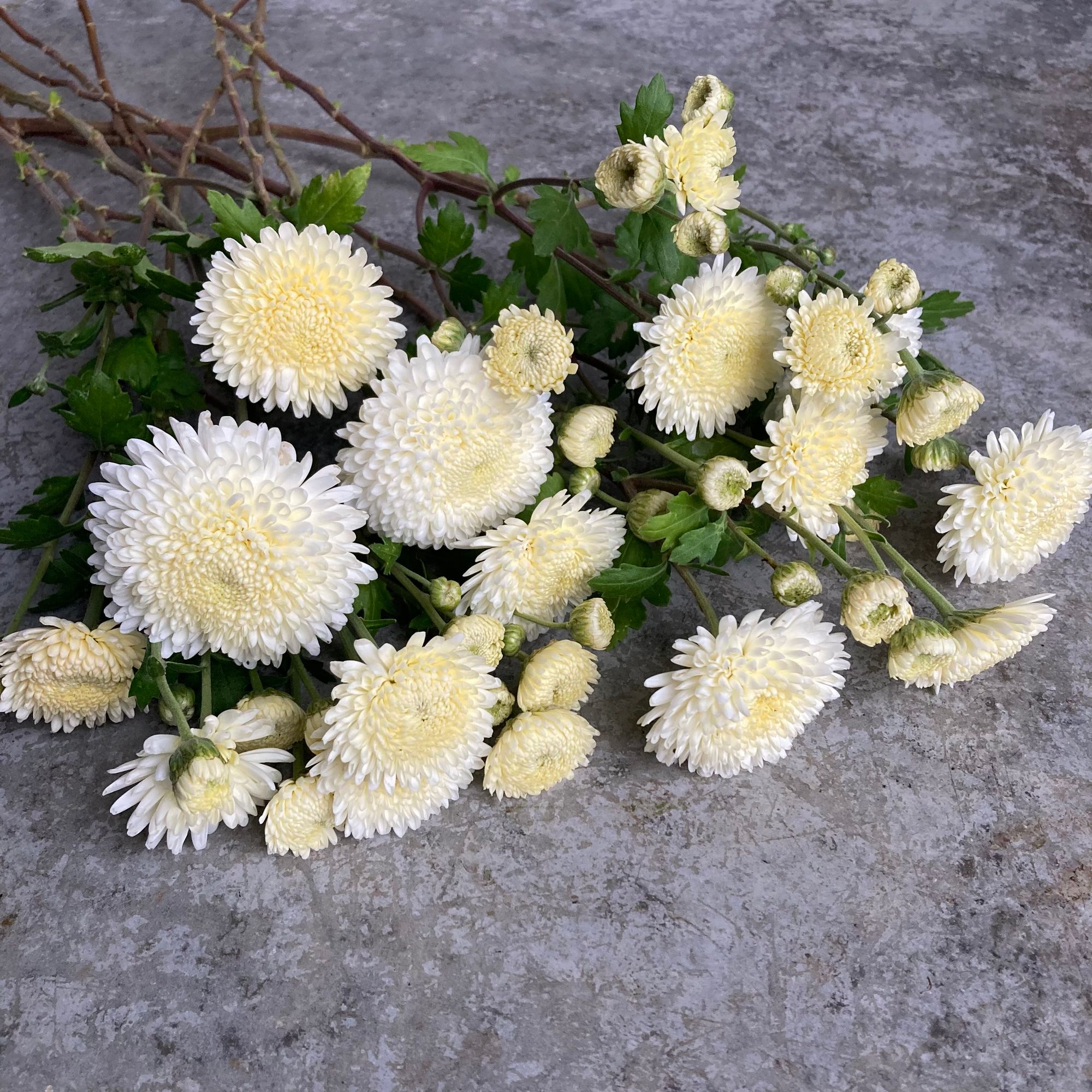 CHRYSANTHEMUM x morifolium Moonbeam