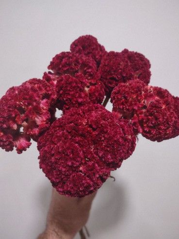 CELOSIA argentea var. cristata
