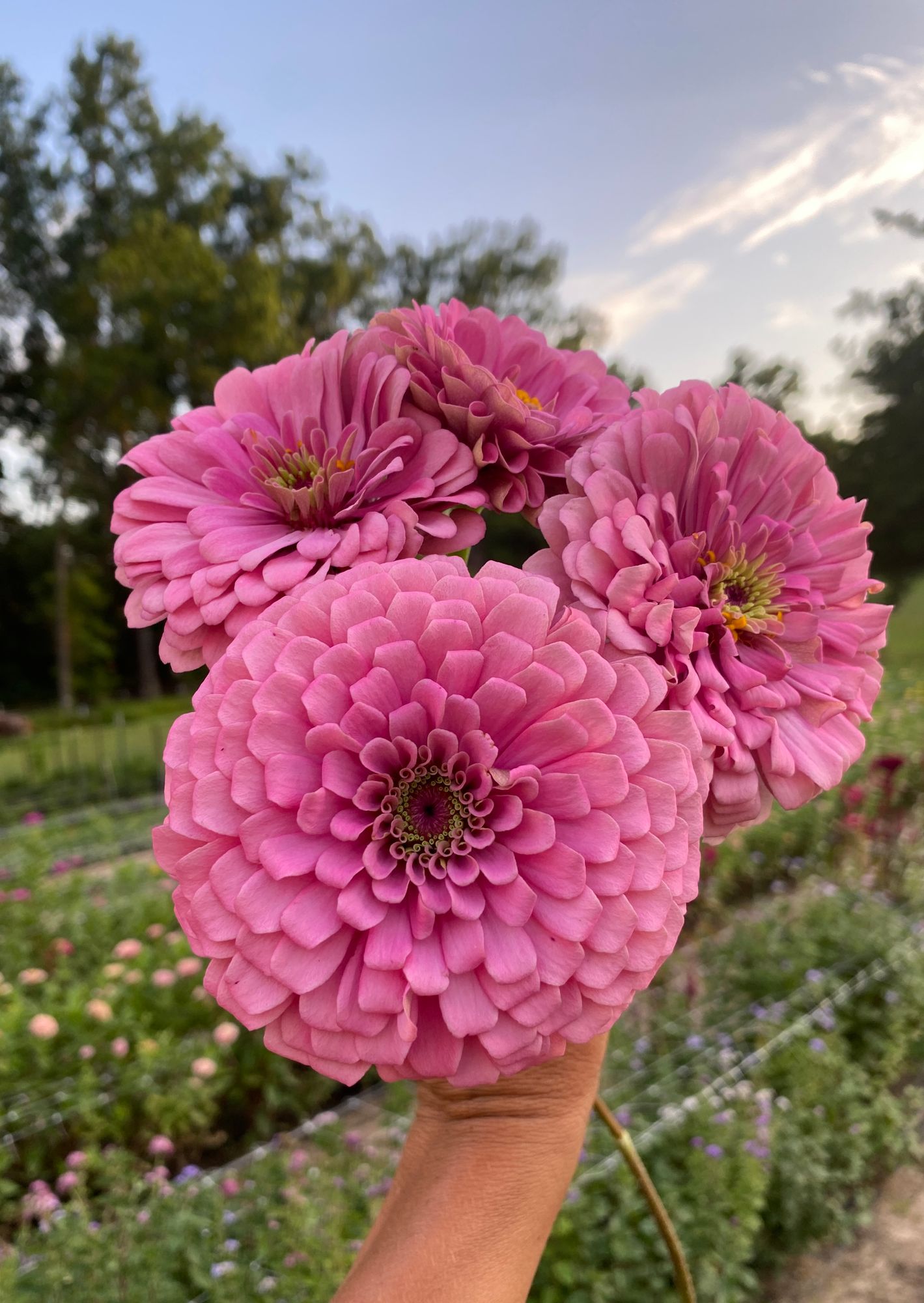 ZINNIA elegans Benarys Giant Bright Pink