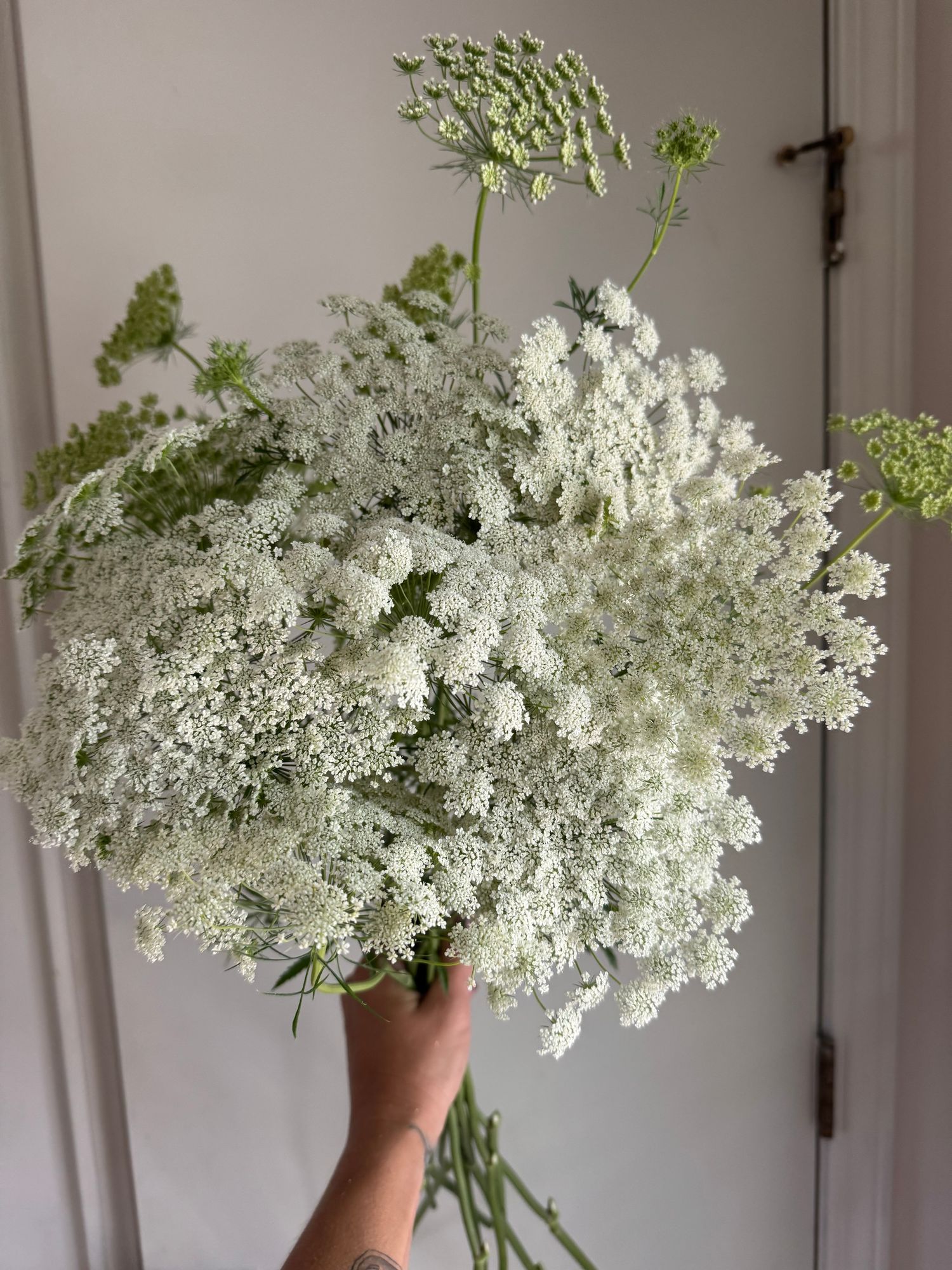 AMMI majus White Dill