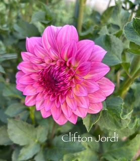 DAHLIA