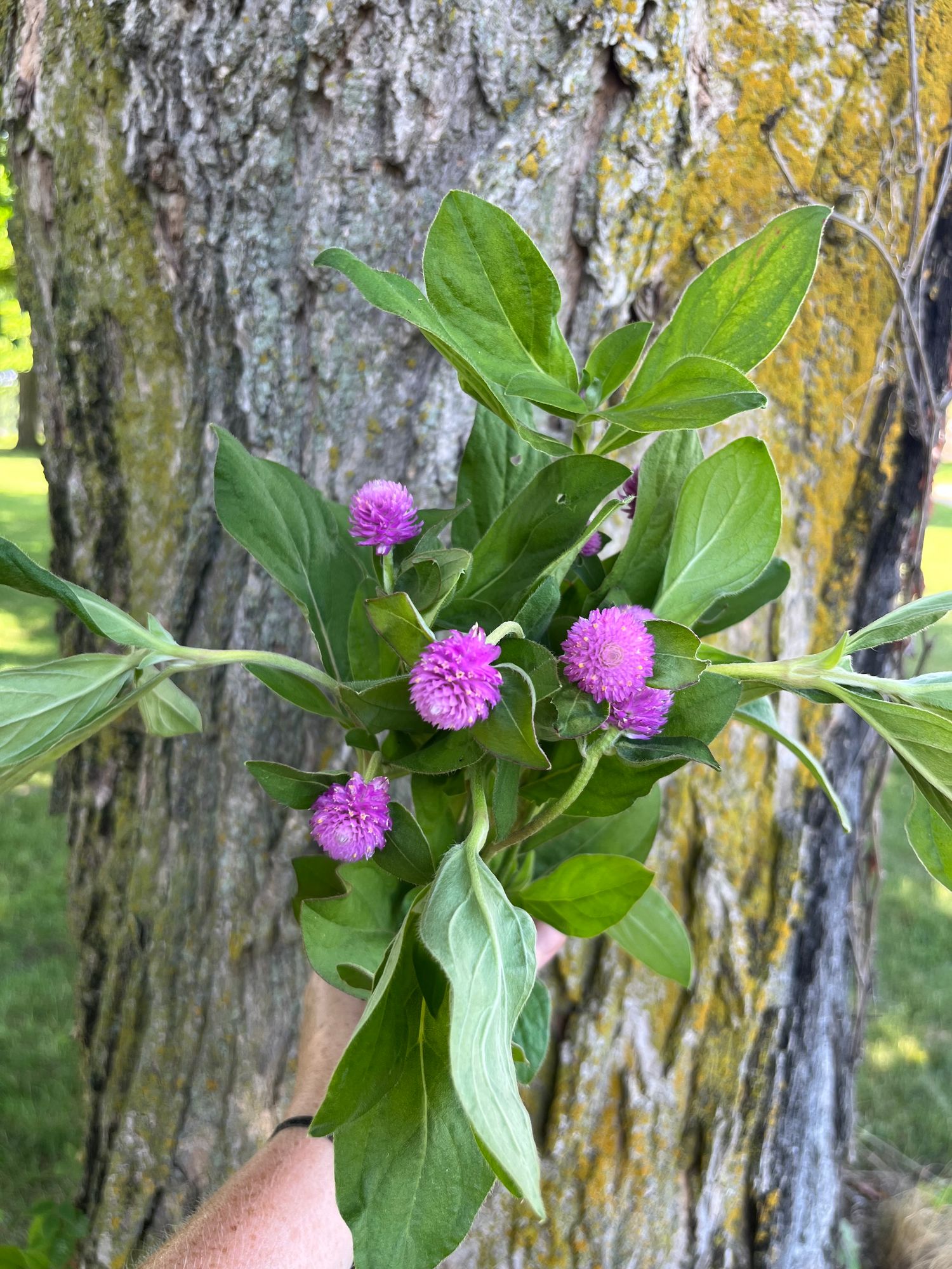 GOMPHRENA globosa Audray