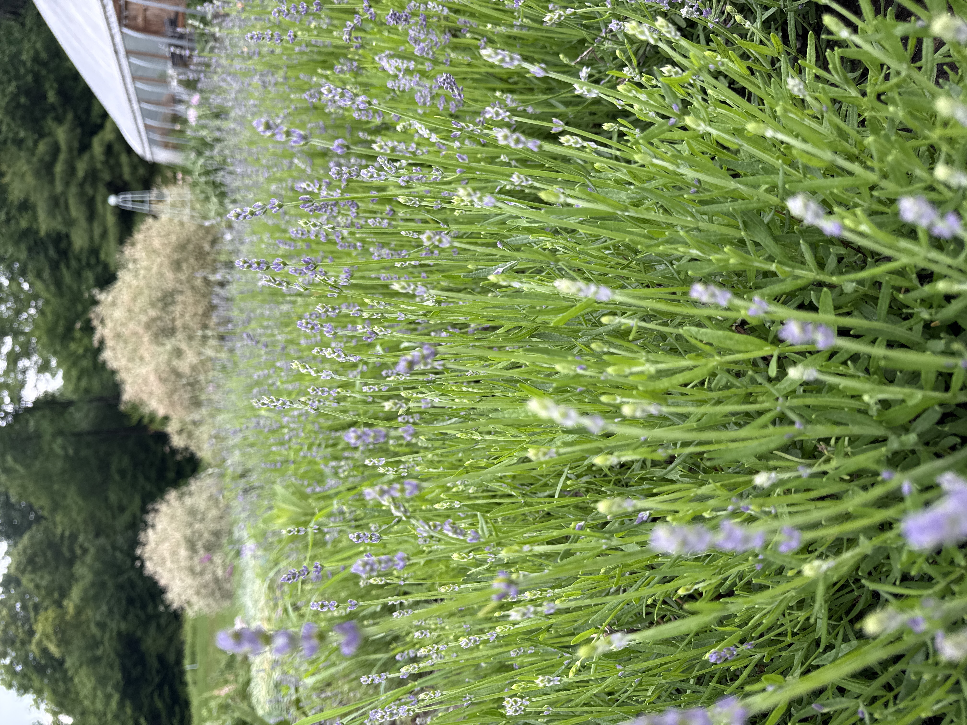 LAVENDULA angustifolia Munstead