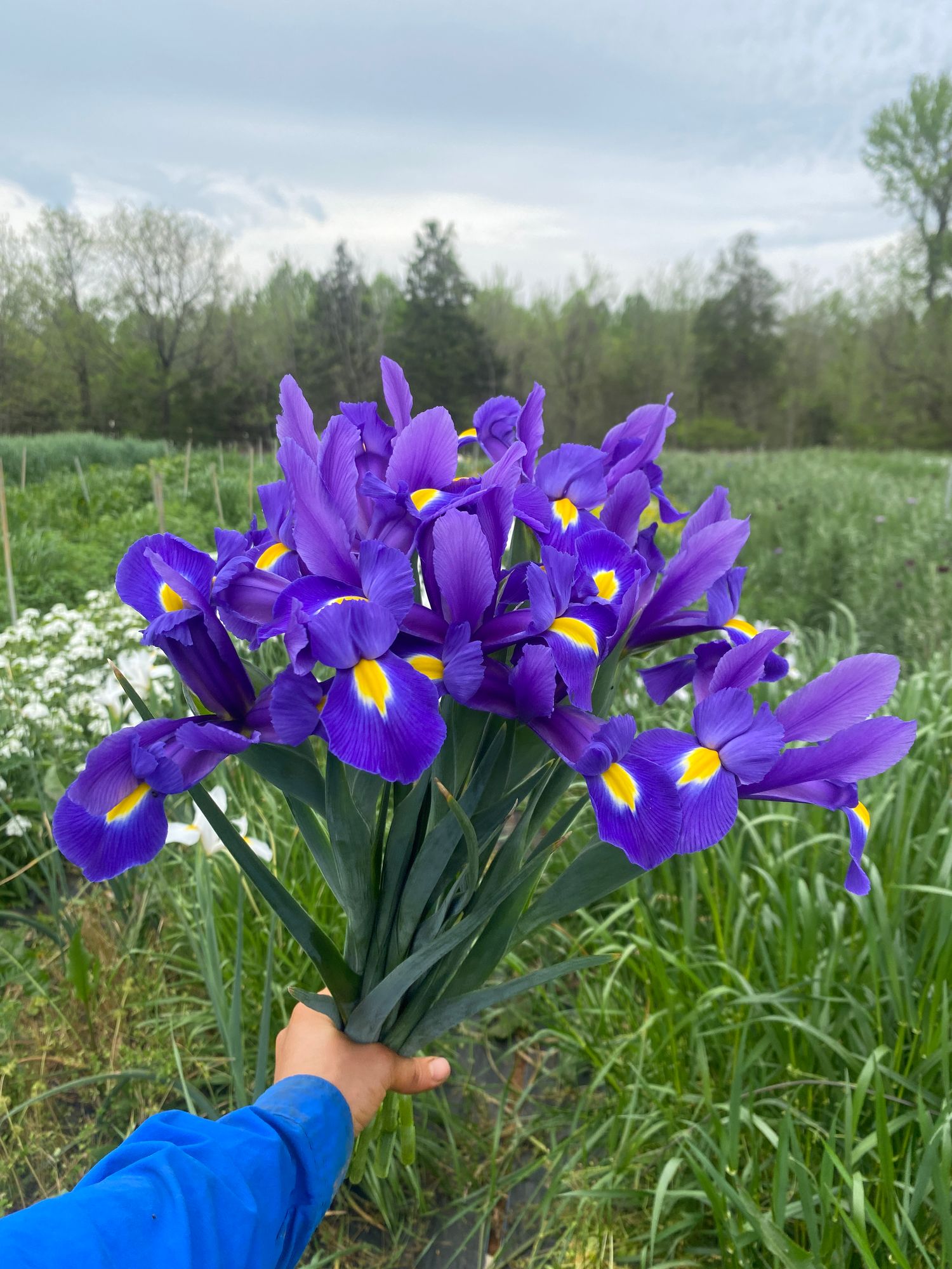IRIS hollandica