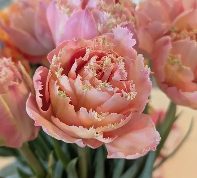 TULIPA