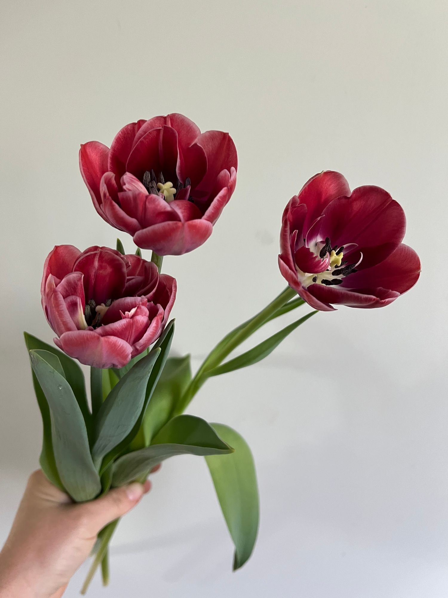 TULIPA Dream Touch