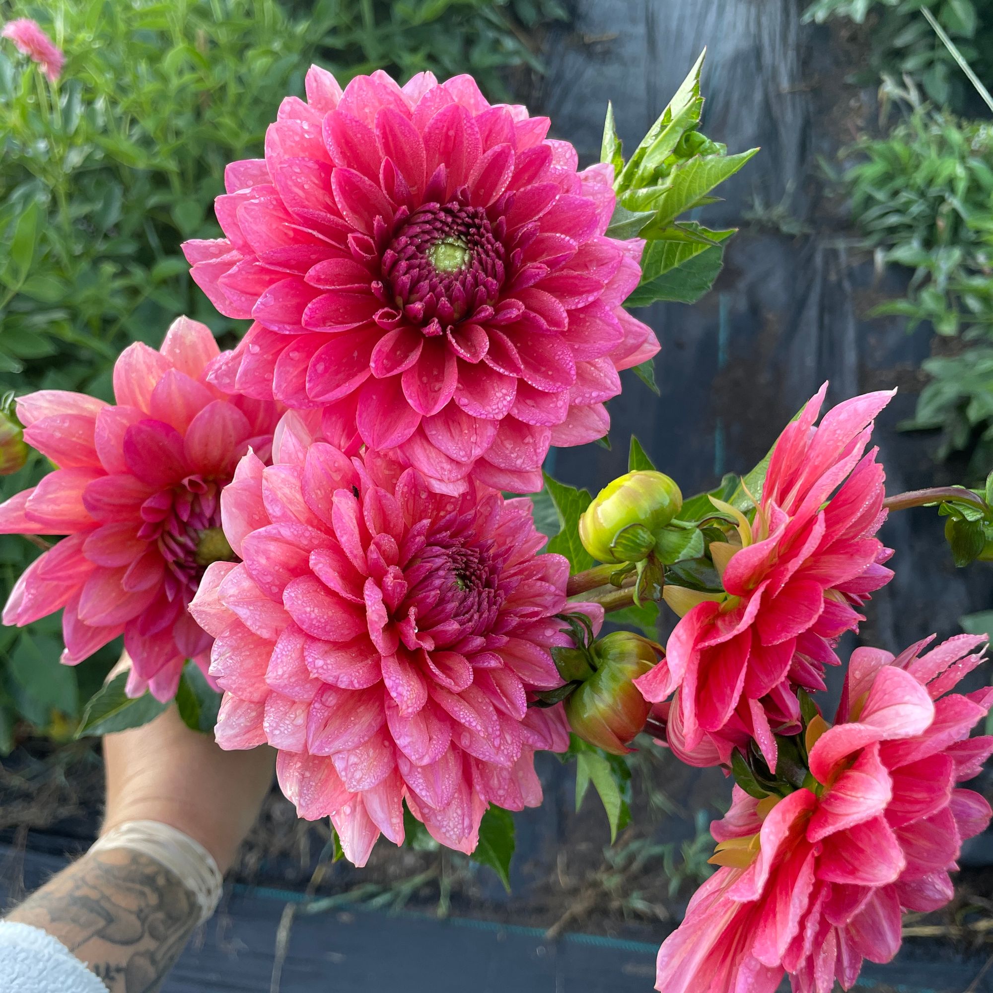 DAHLIA Salmon Runner