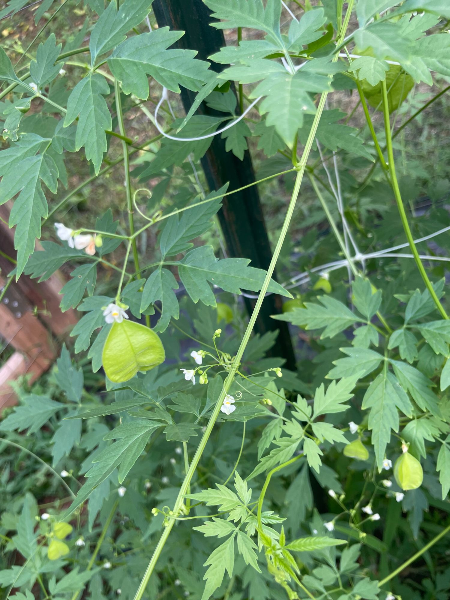 CARDIOSPERMUM halicacabum