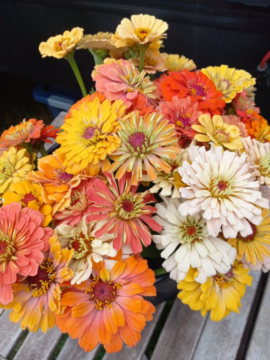 ZINNIA