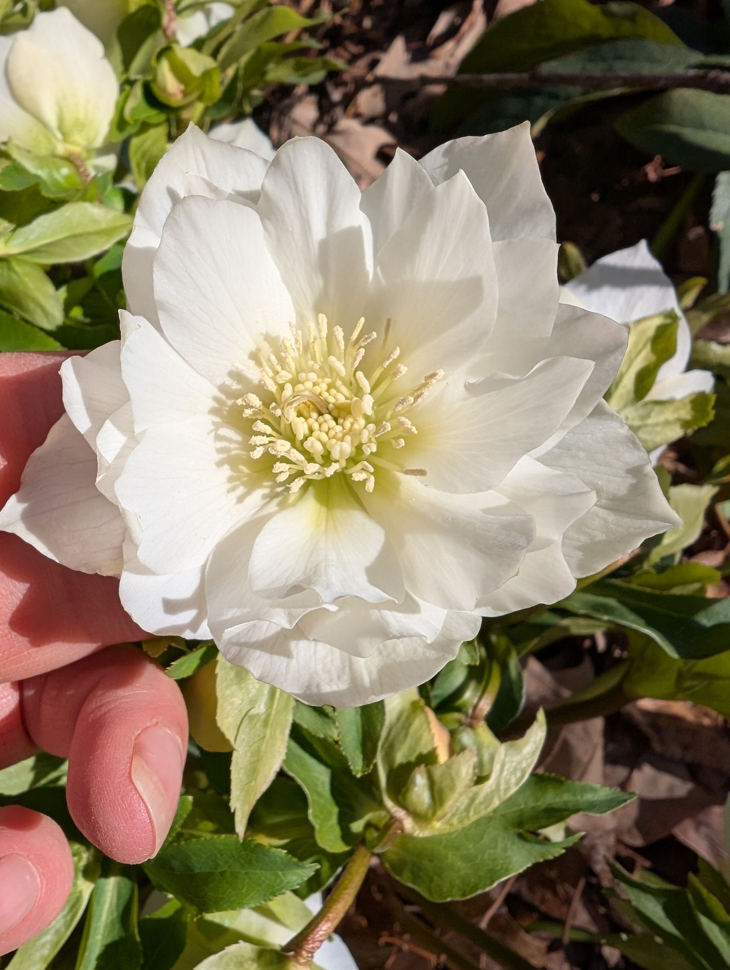HELLEBORUS x hybridus