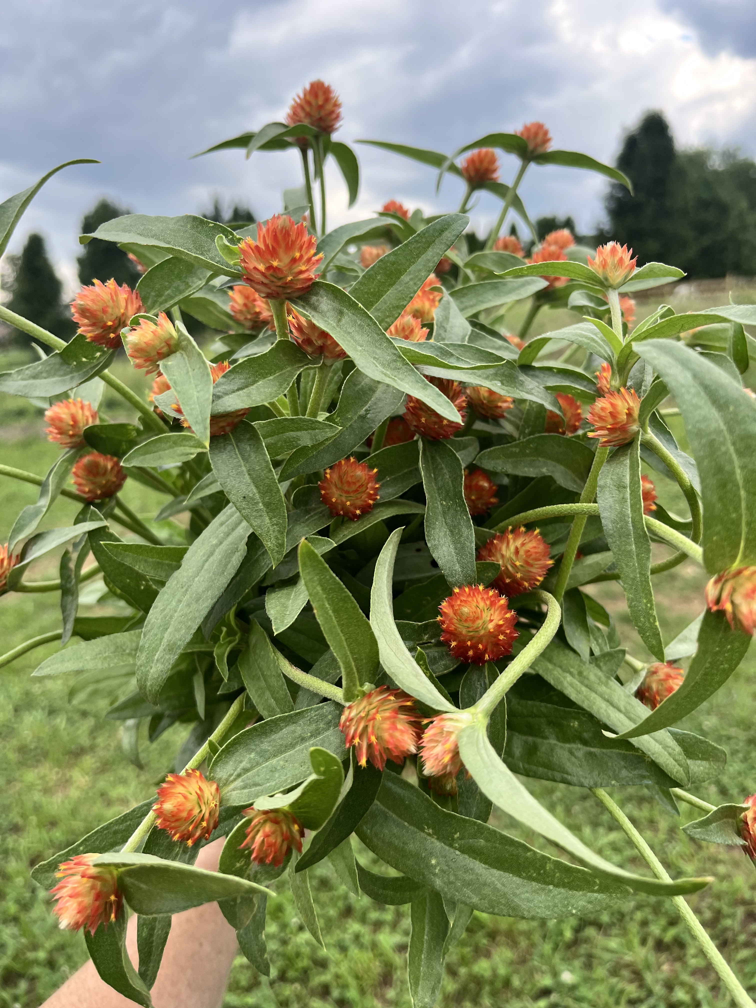 GOMPHRENA haageana QIS