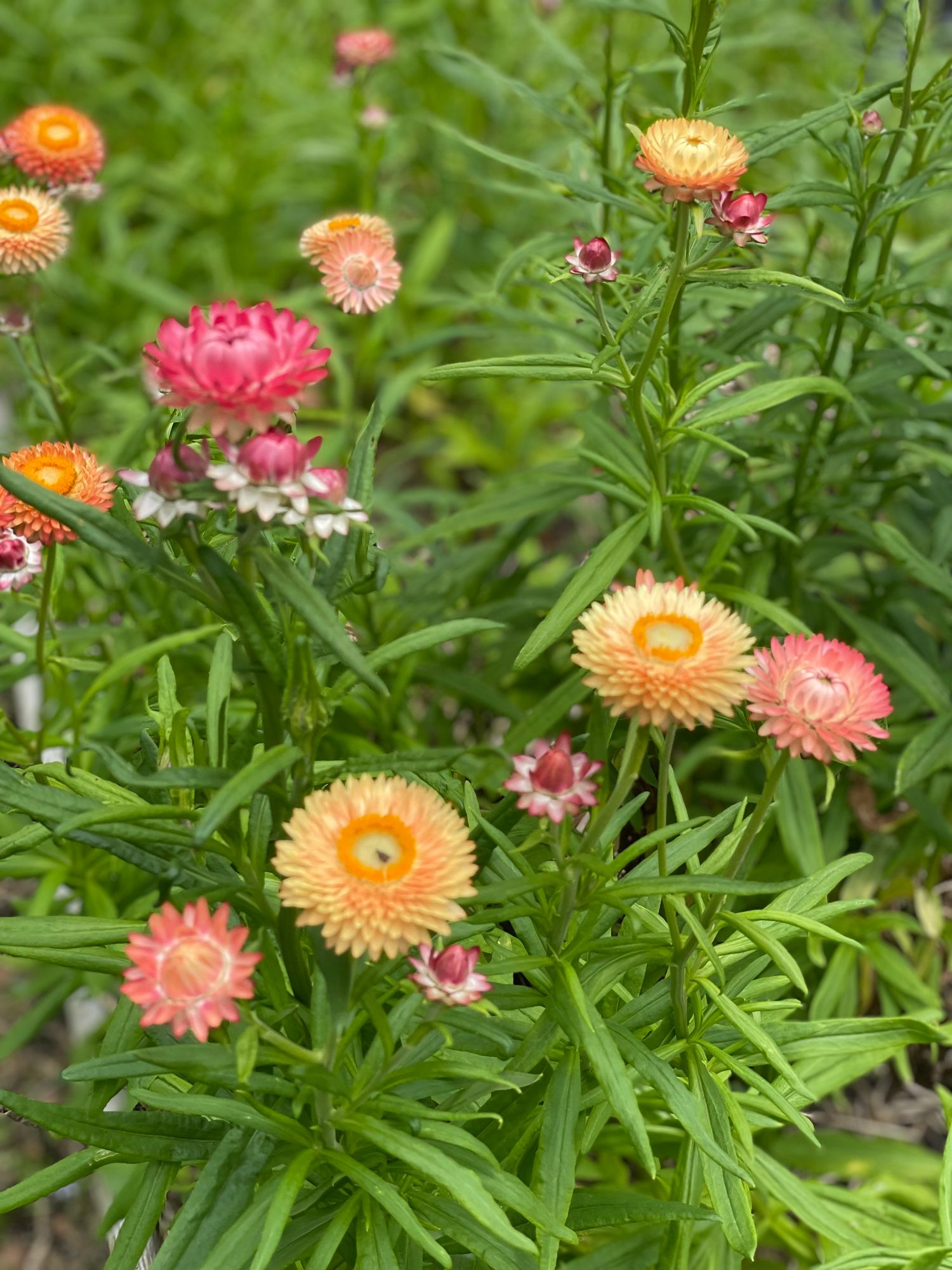 XEROCHRYSUM bracteatum Apricot Peach