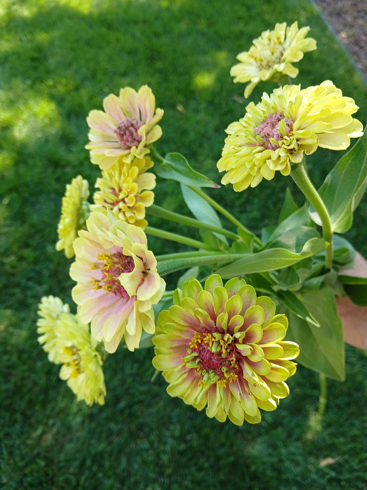 Zinnias Queeny Lime