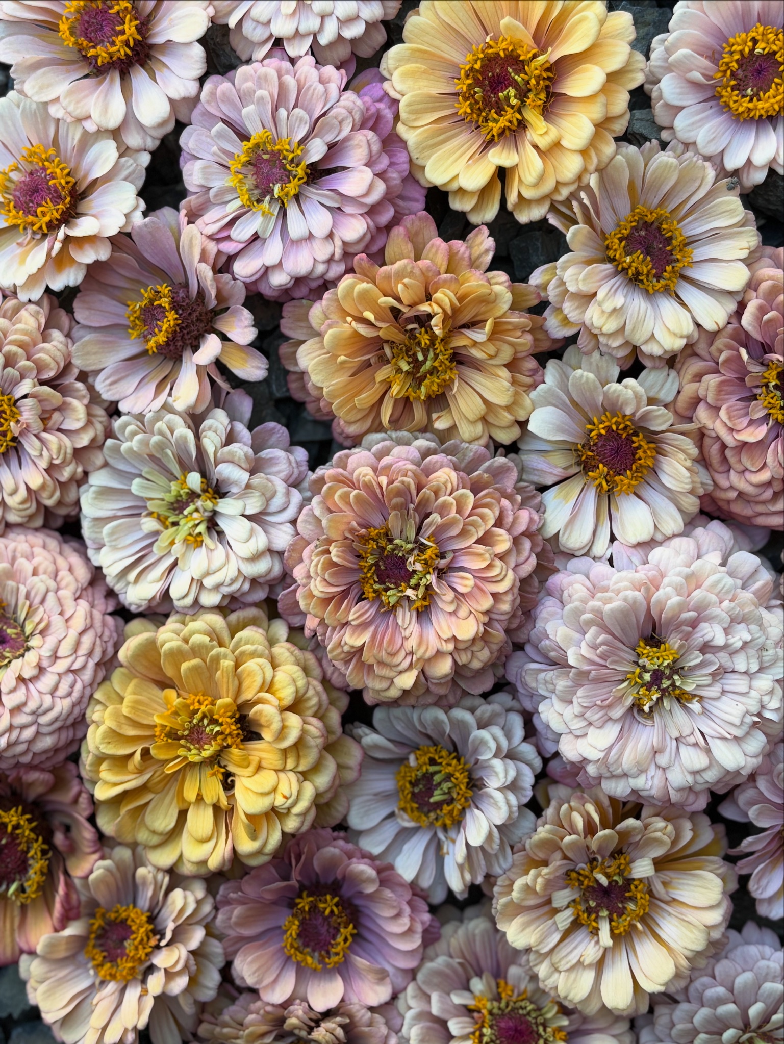Treasured Blooms Banner