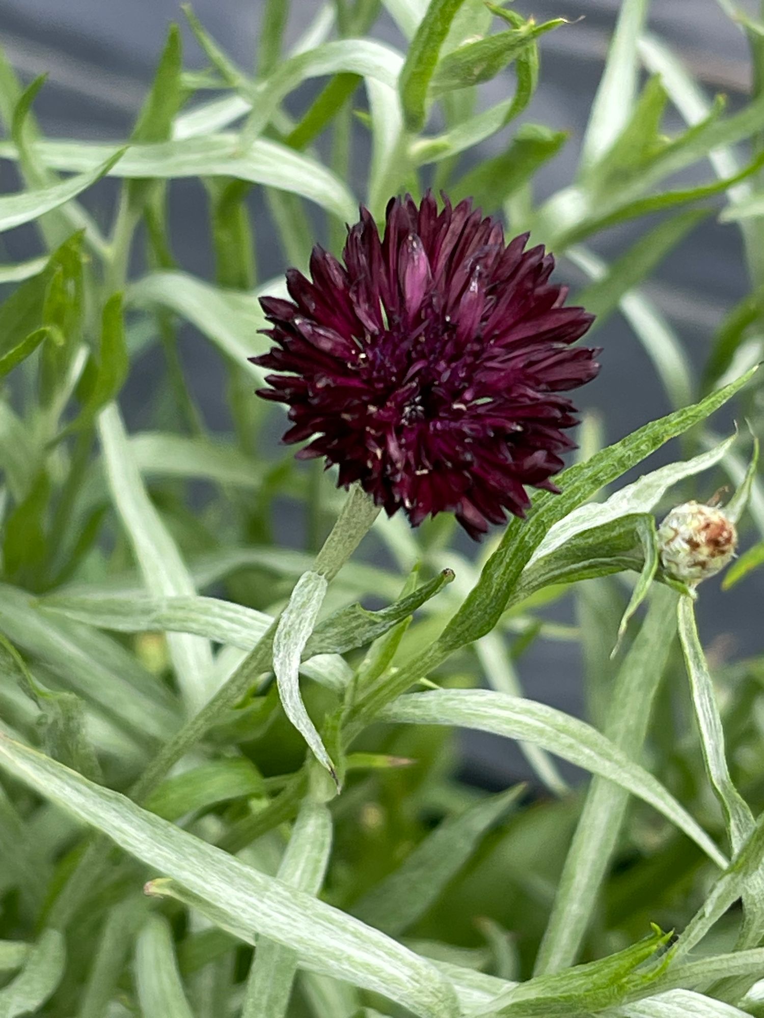 CENTAUREA cyanus Black Button
