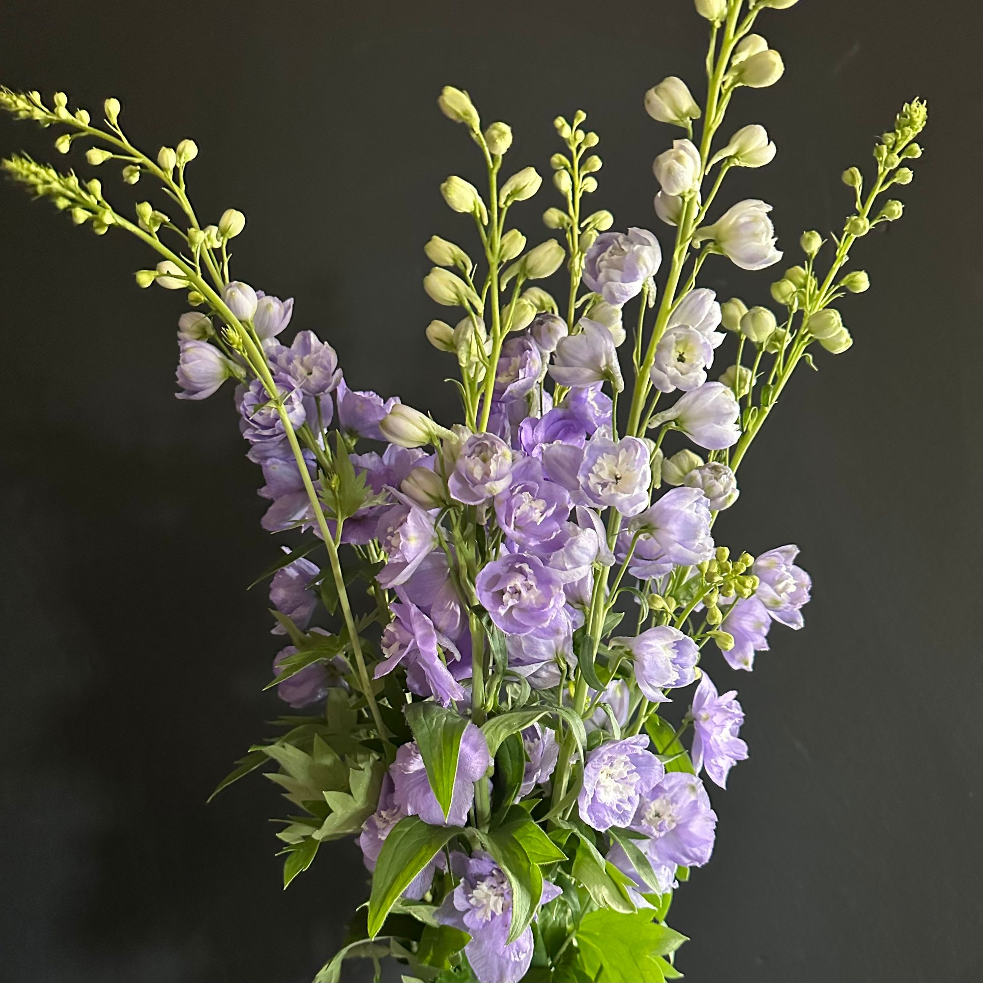 DELPHINIUM x elatum Aurora