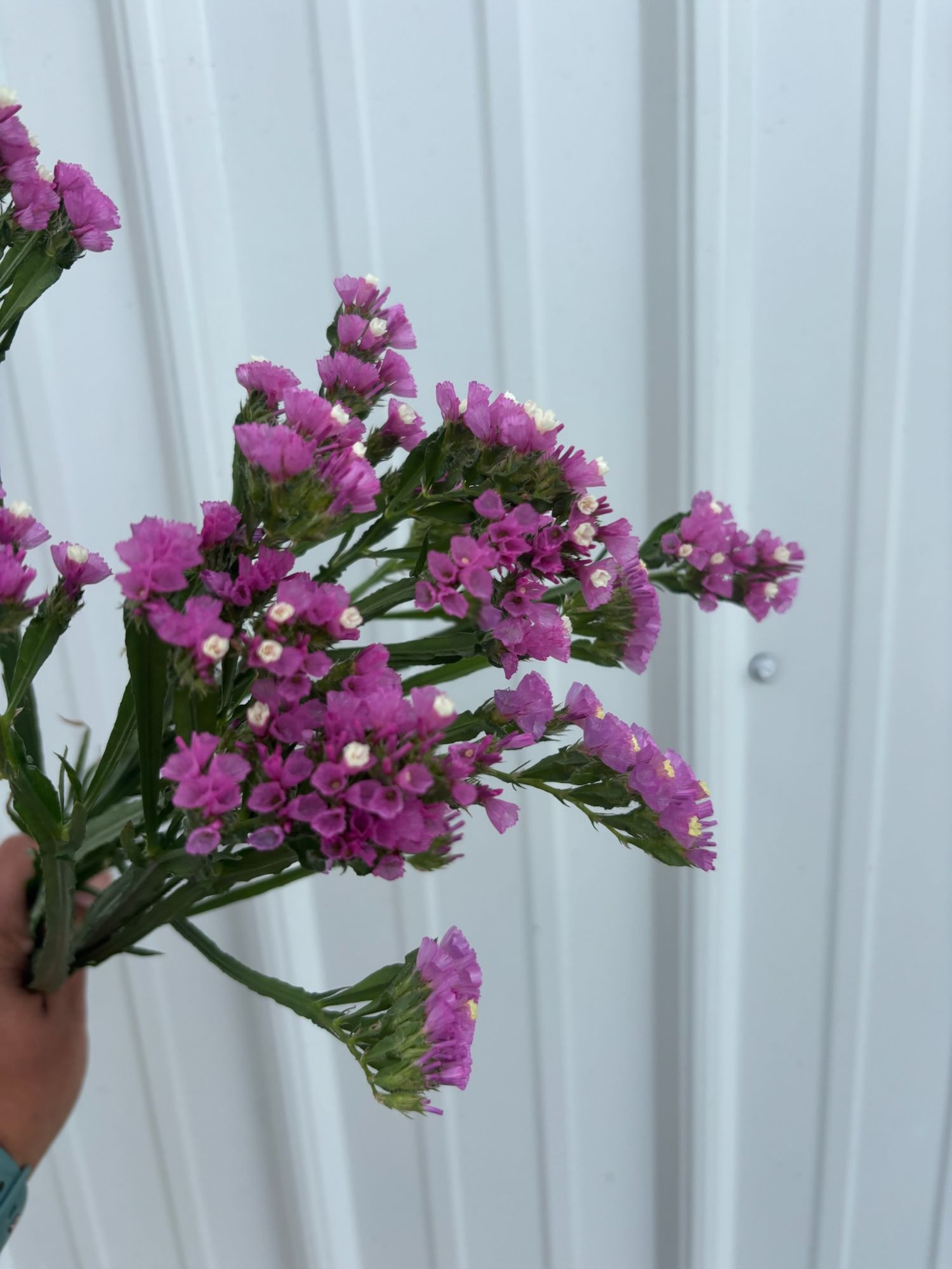 LIMONIUM sinuatum QIS