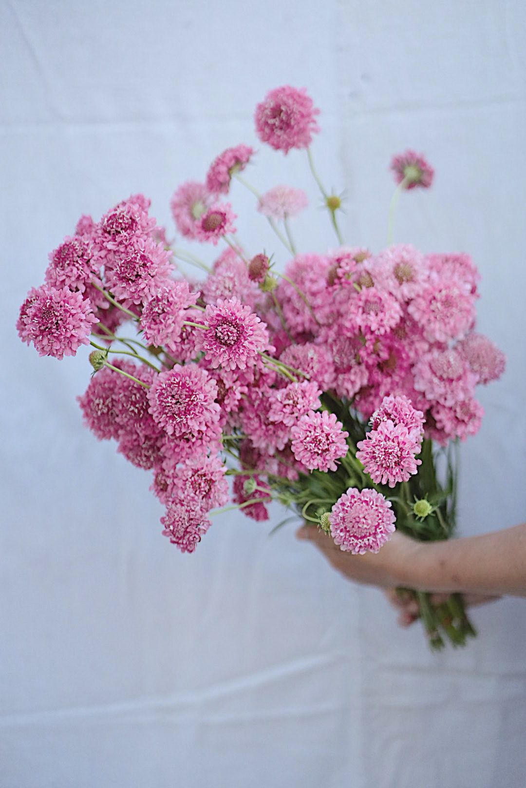 SCABIOSA atropurpurea x caucasica Scoop