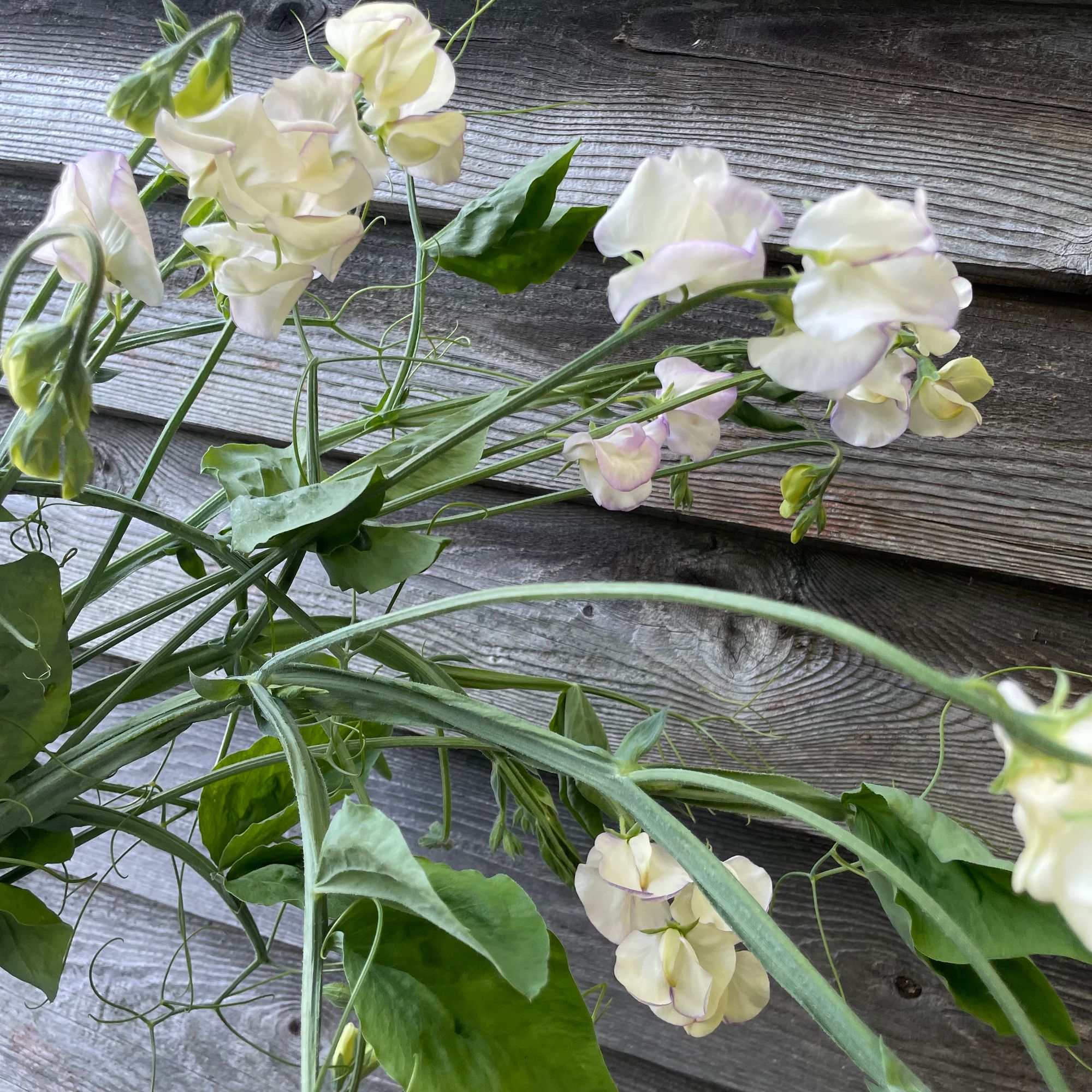LATHYRUS odoratus Kings High Scent